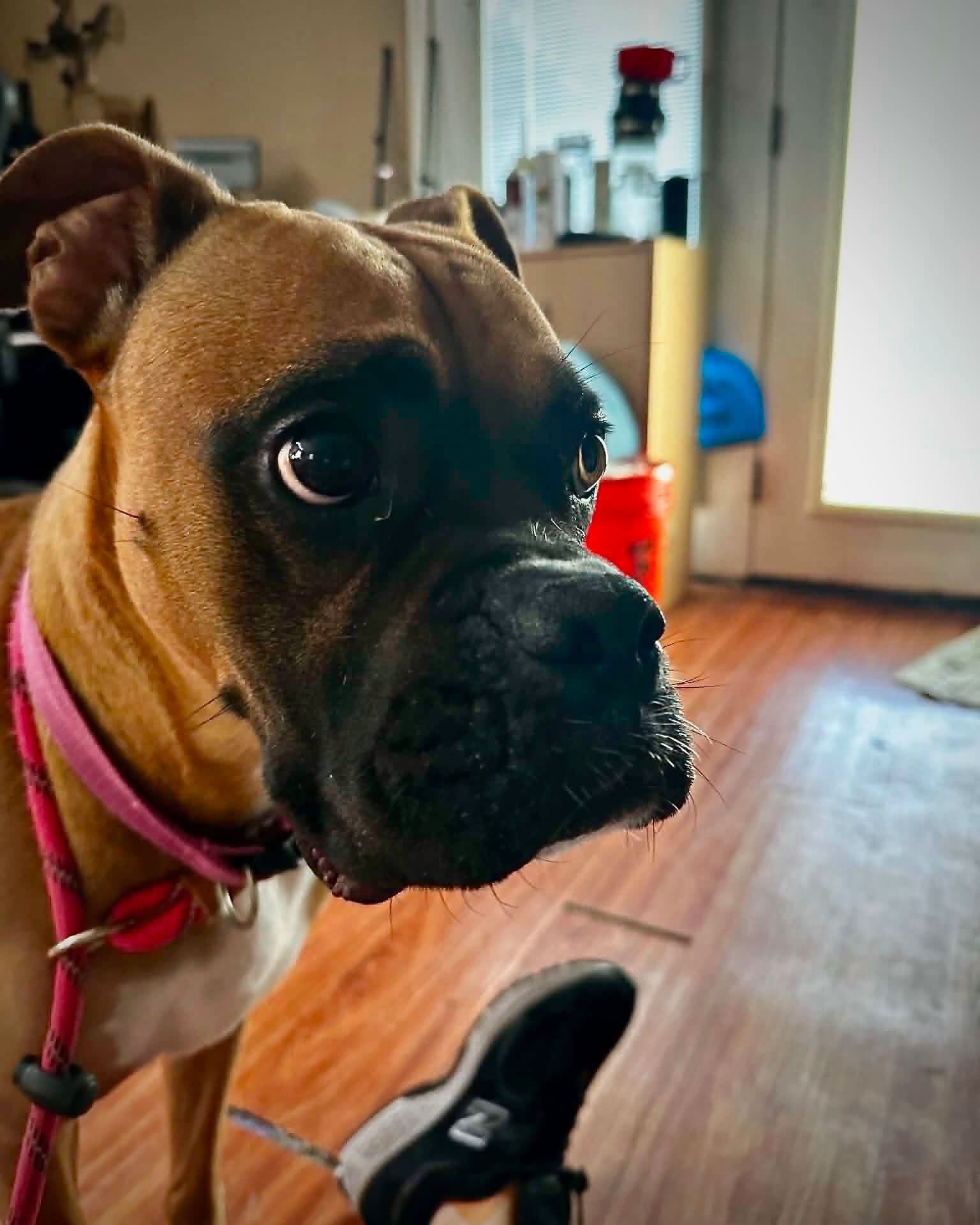 Roxie - Boxer