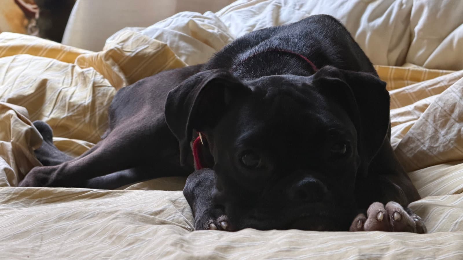 Buffy - Boxer