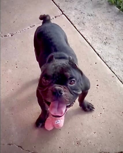 Brewster - Bulldog