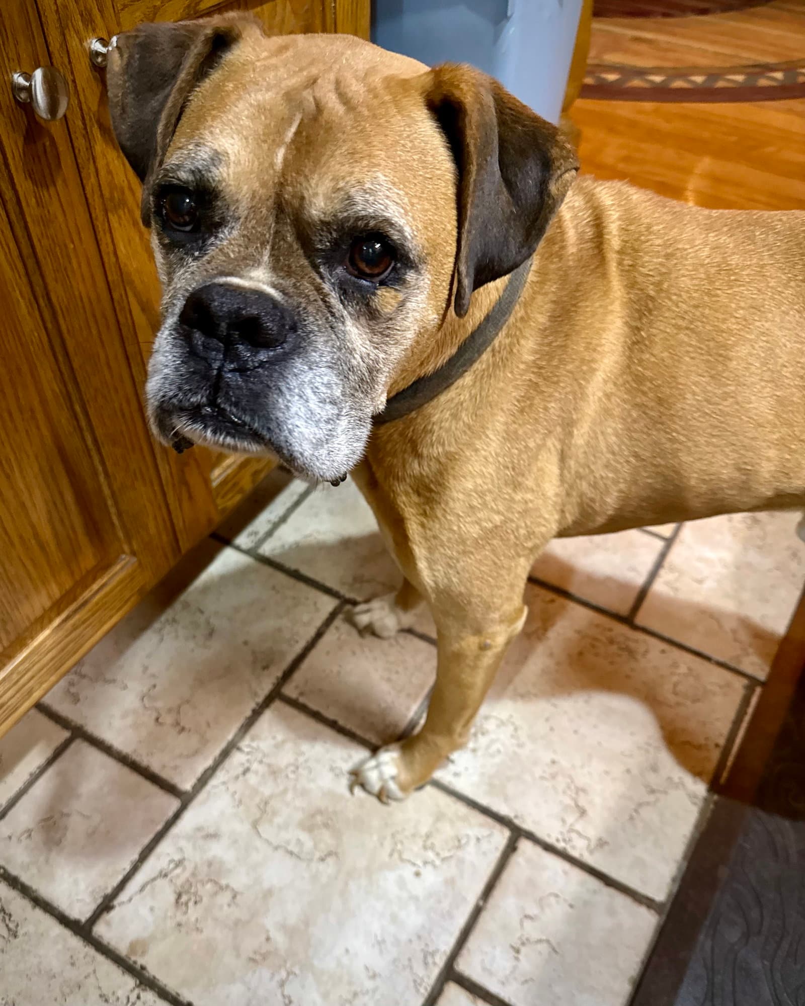 Jake - Boxer