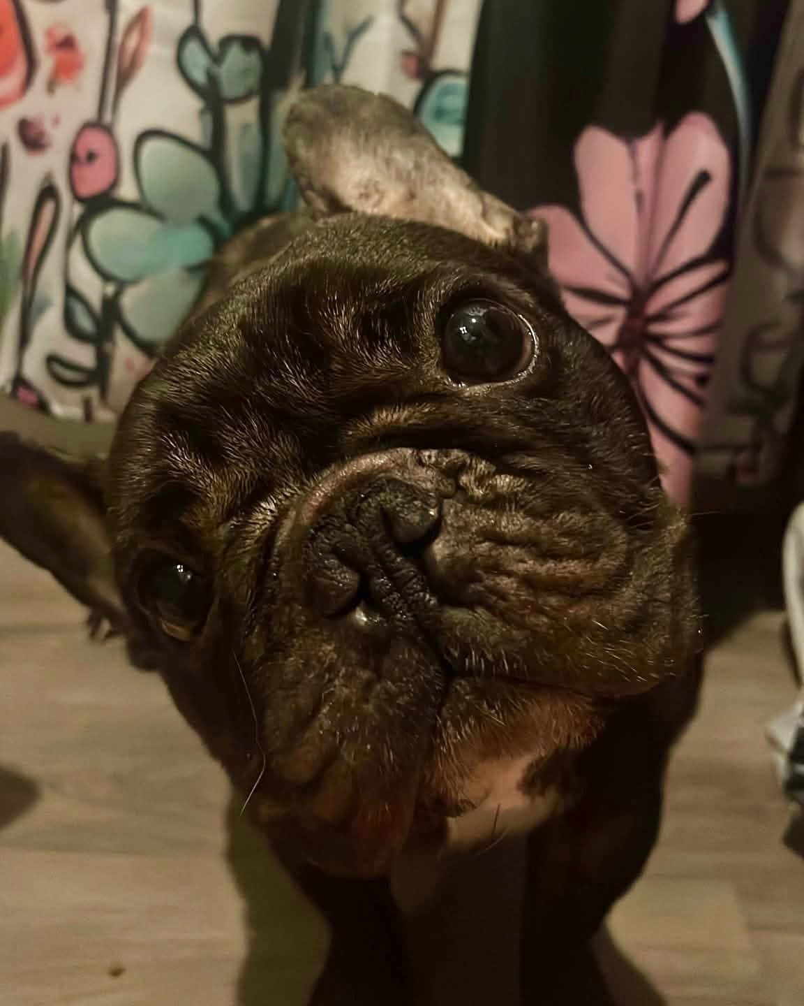 Shug