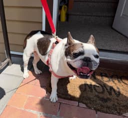 Lola image 2
