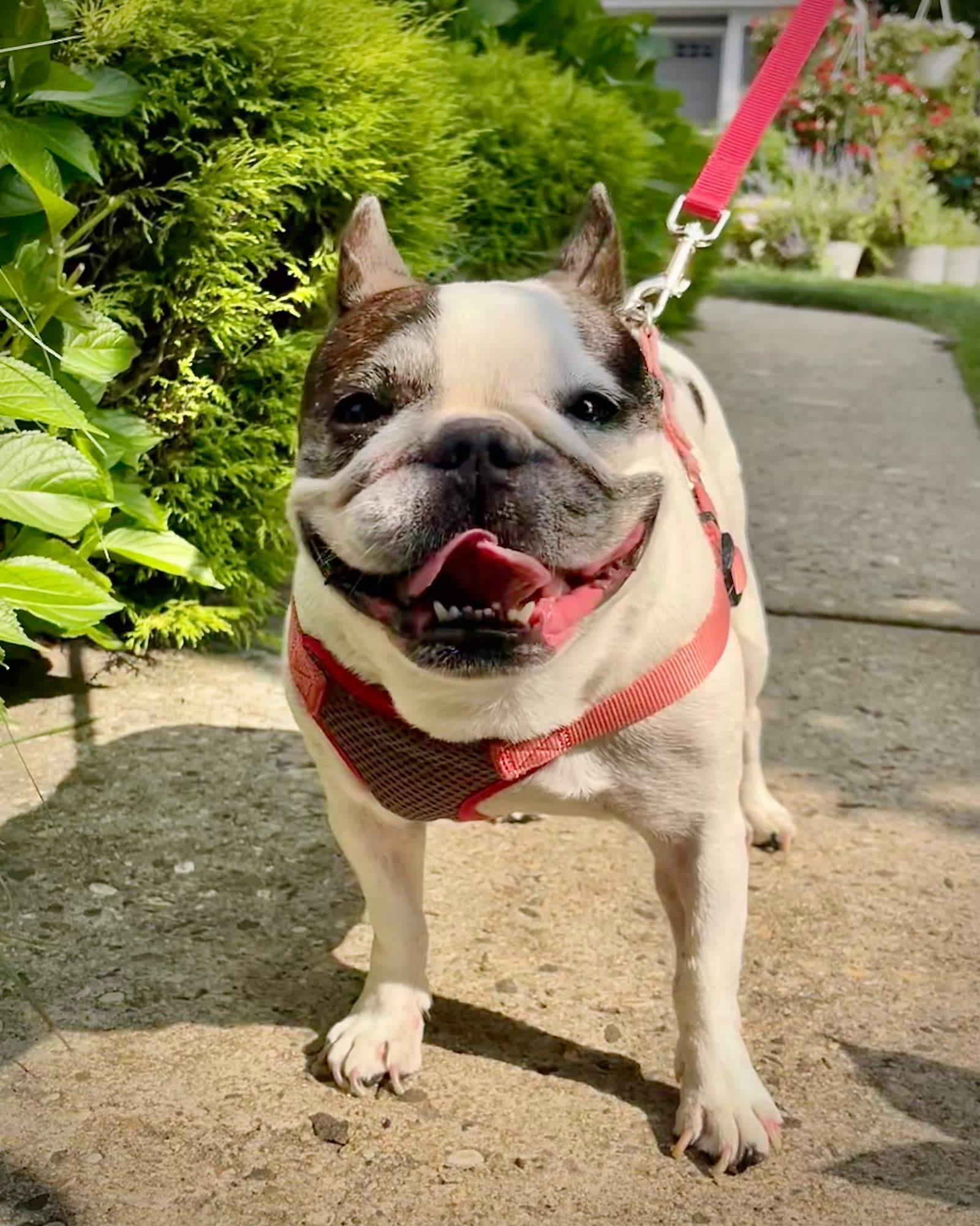 Lola - French Bulldog