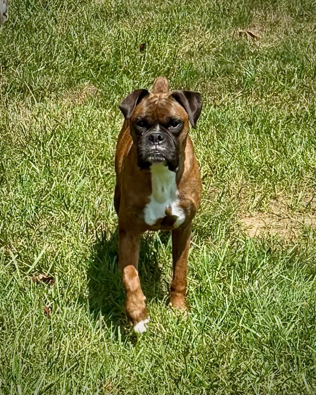 Ruby Rae - Boxer
