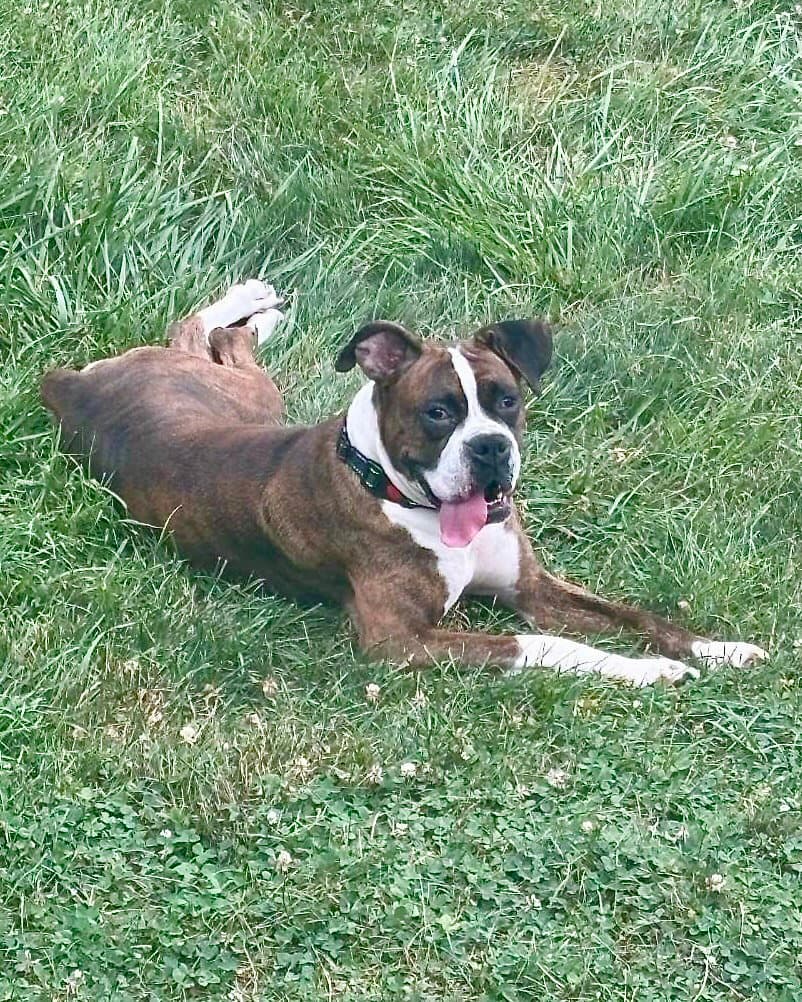 Becca - Boxer