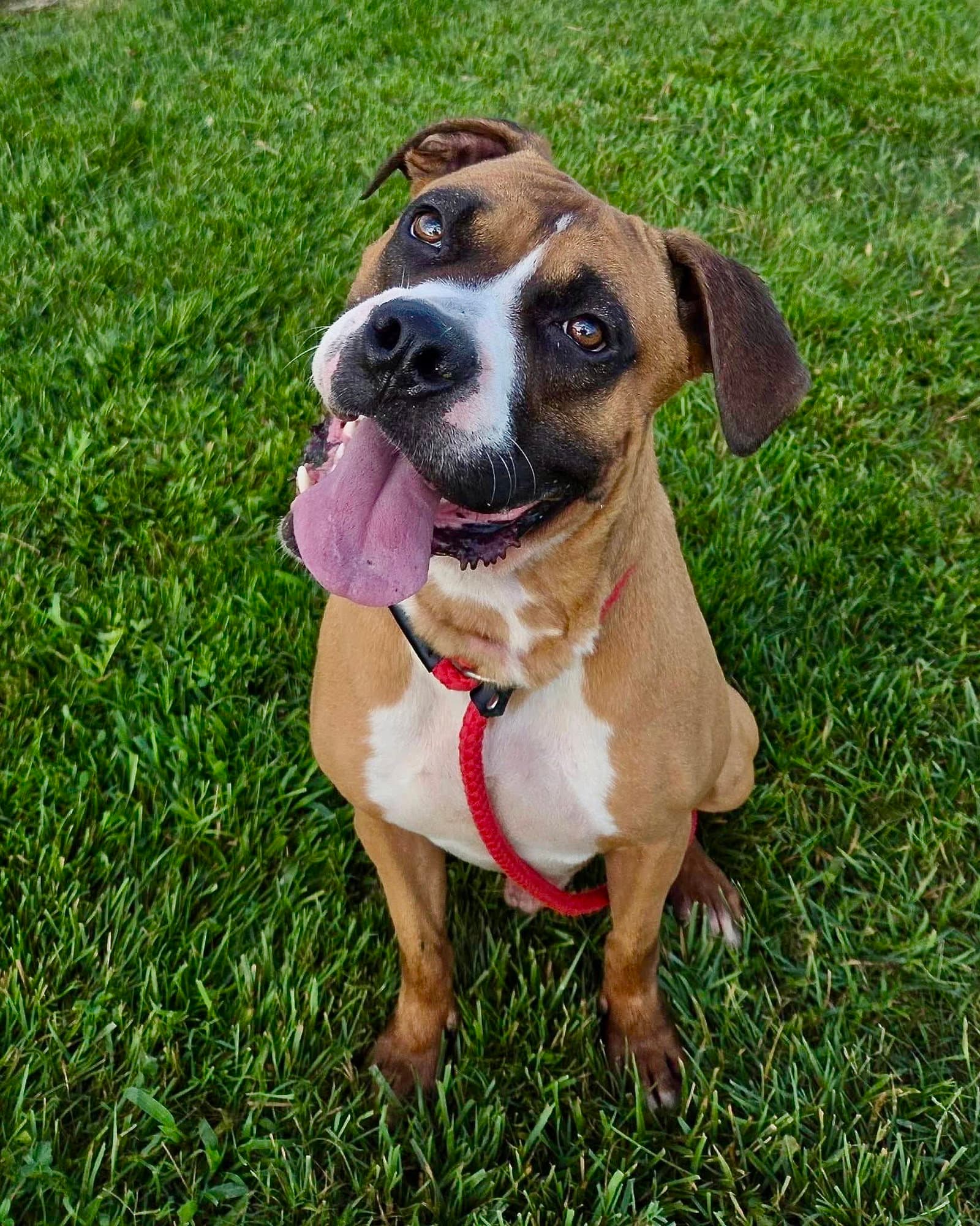 Seth - Boxer
