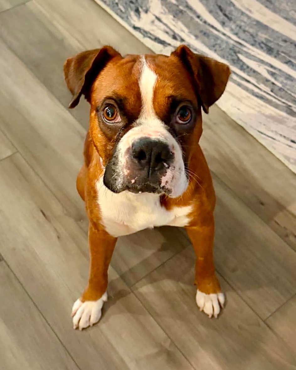 Fitz - Boxer