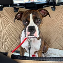 Zoey image 1