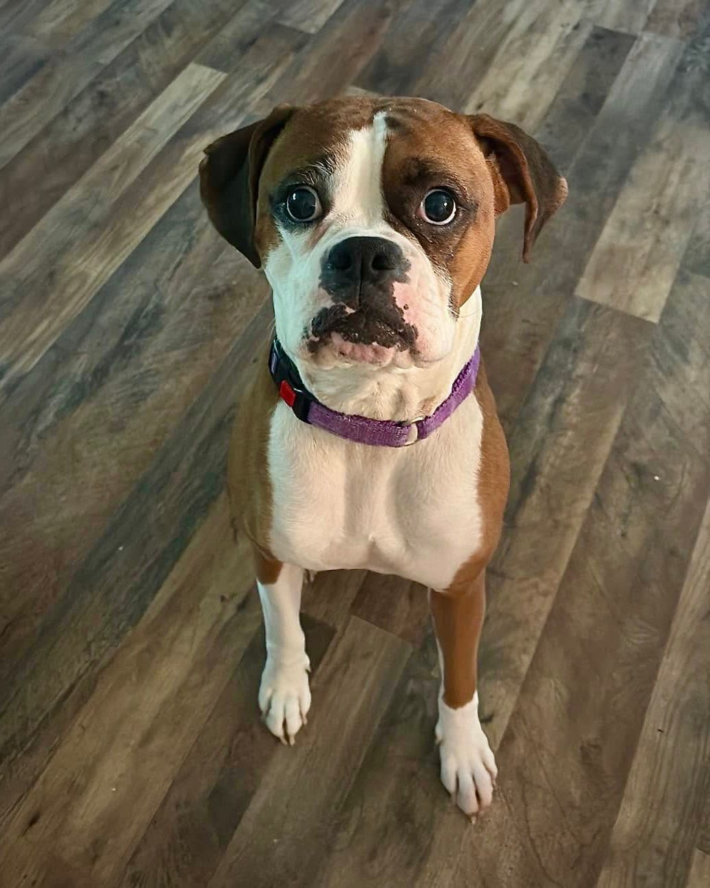 Molly - Boxer