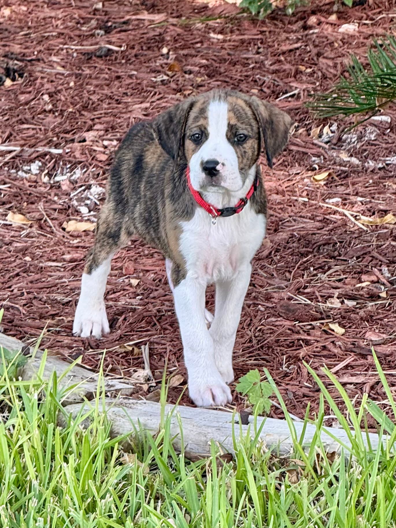 Bear Litter - Paddington - Boxer