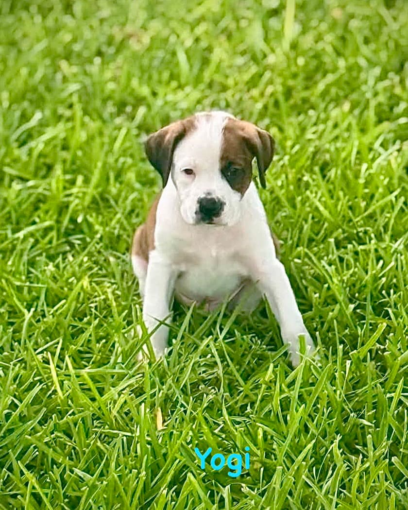 Bear Litter - Yogi - Boxer