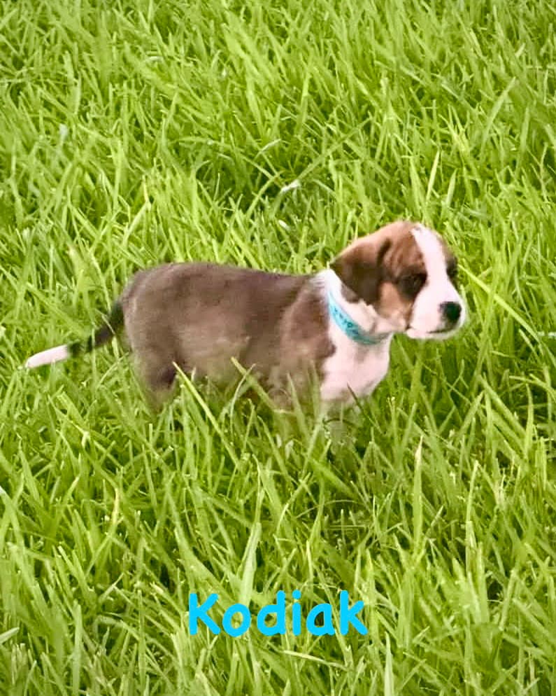 Bear Litter - Kodiak - Boxer