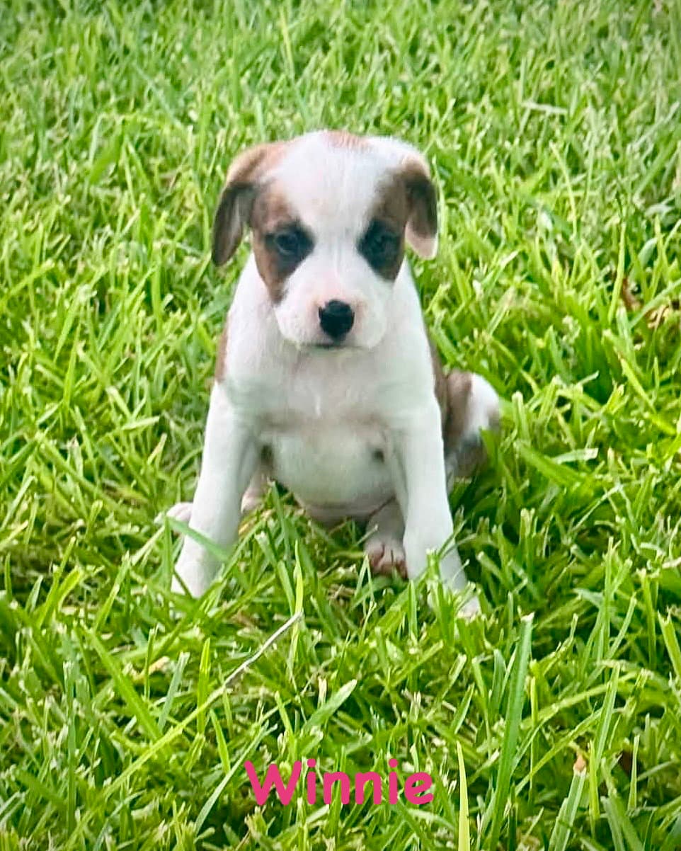 Bear Litter - Winnie - Boxer