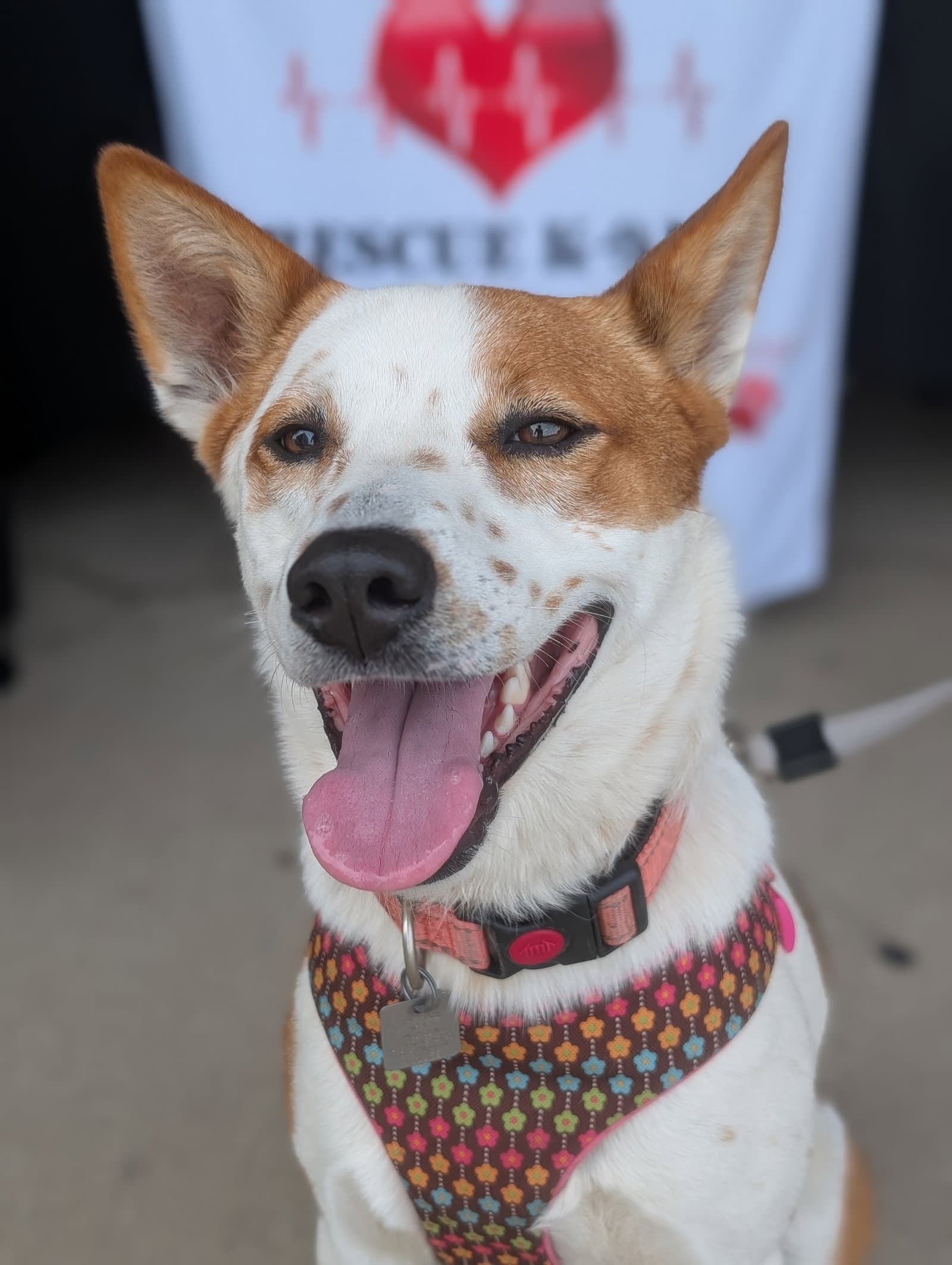 Chilli - Australian Cattle Dog/Blue Heeler