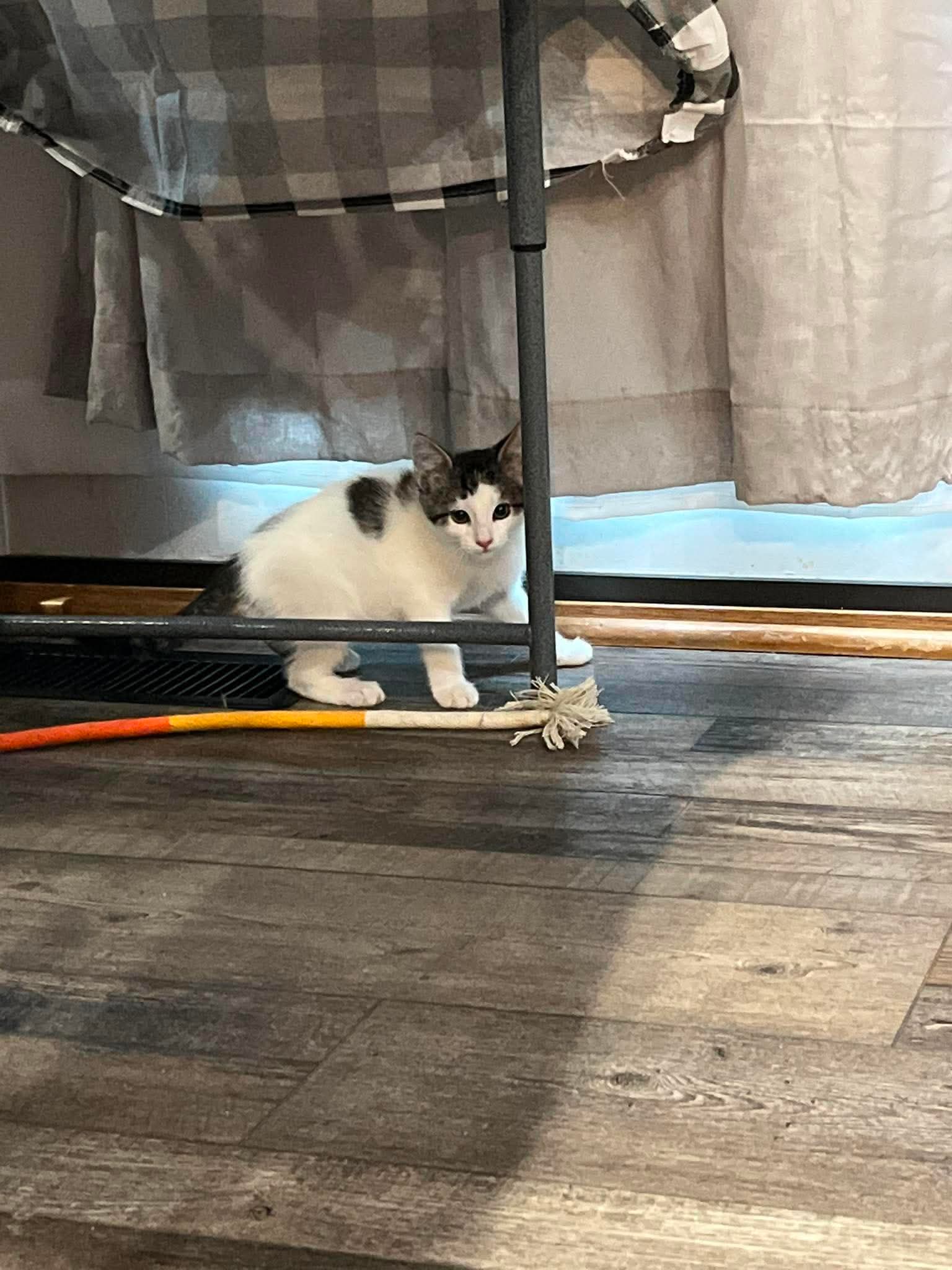 Rita - Domestic Short Hair