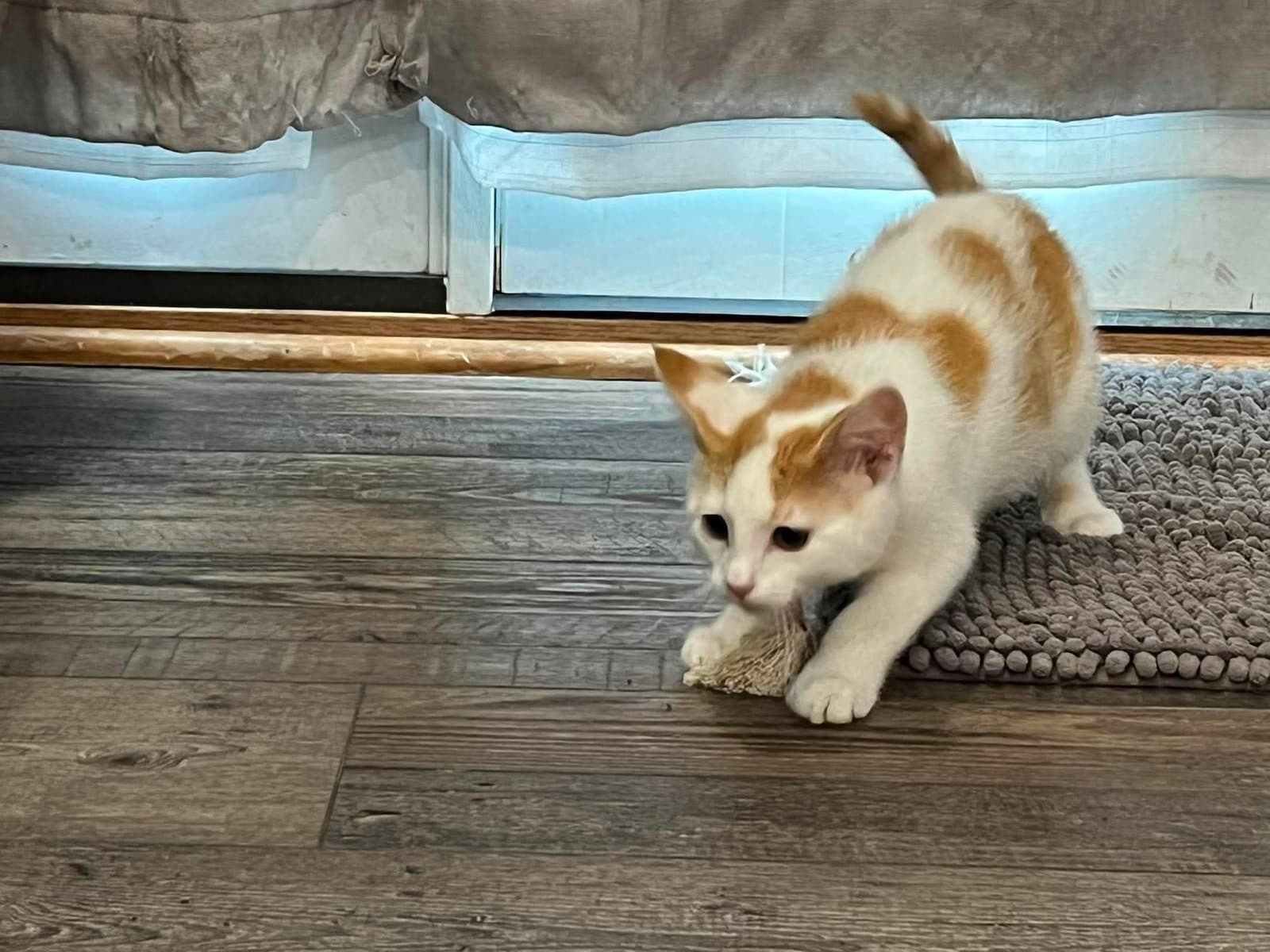 Mo - Domestic Short Hair