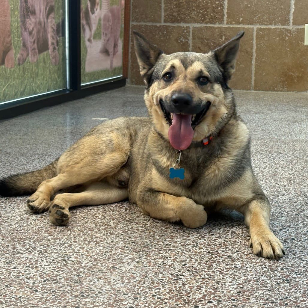Louie - German Shepherd Dog