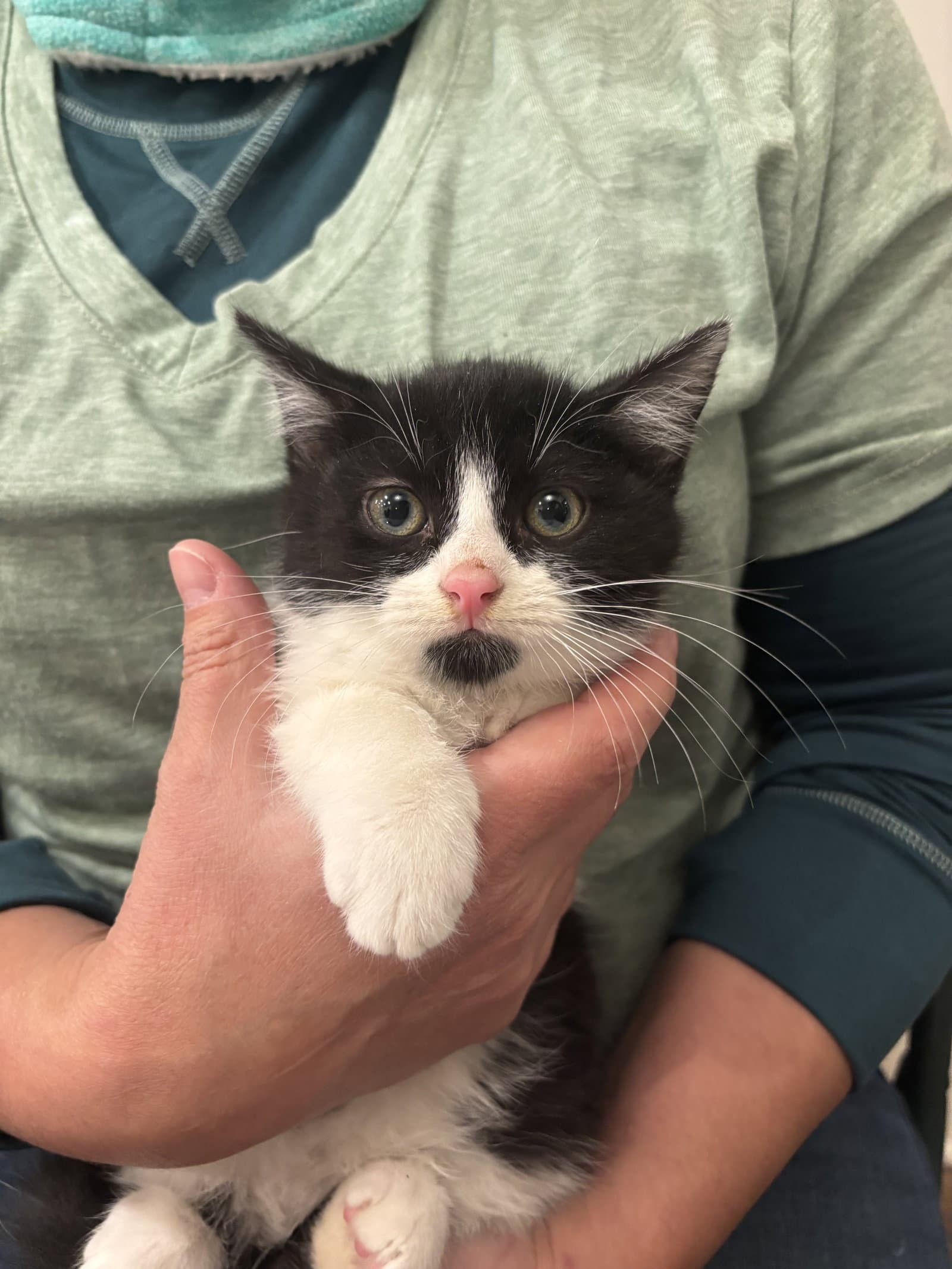 Picante - Domestic Short Hair
