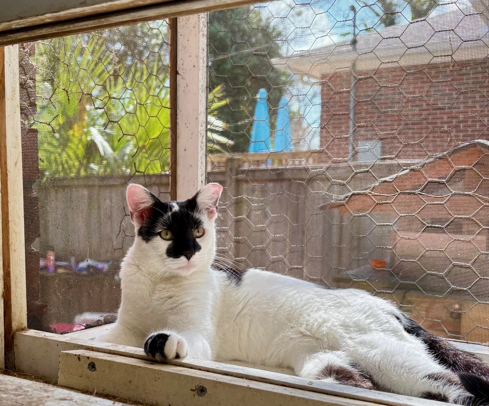 Rorschach - Domestic Short Hair