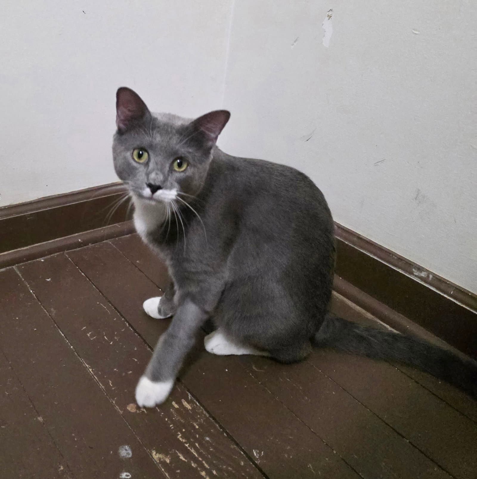 Dorian - Domestic Short Hair