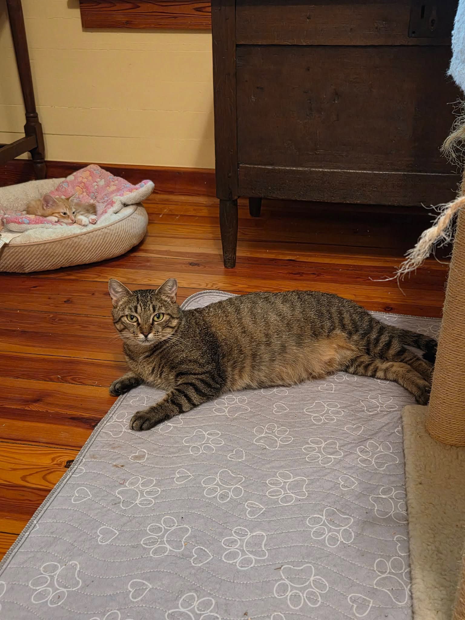 Door Dash - Domestic Short Hair