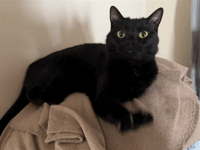 Toes - Domestic Short Hair