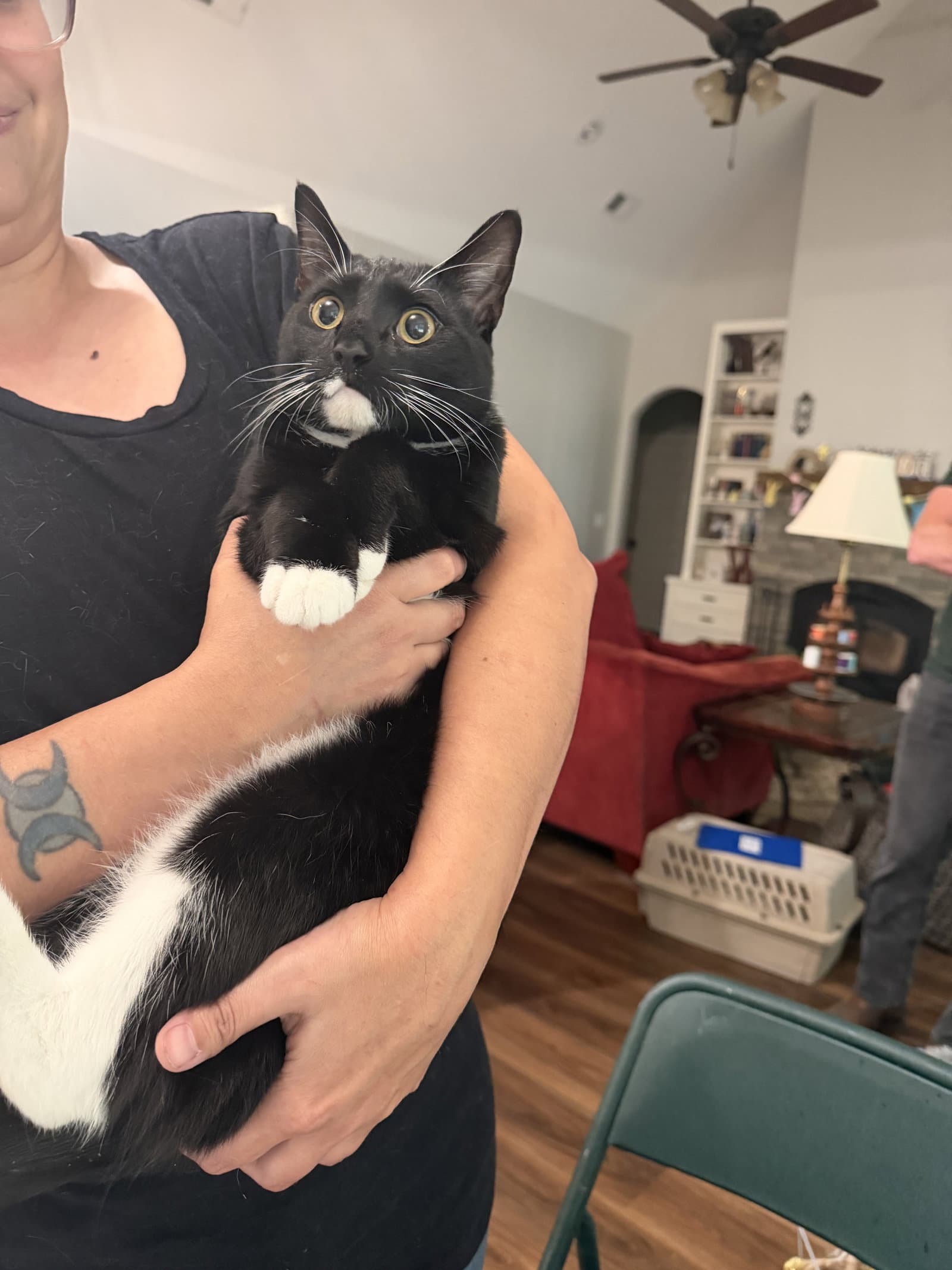 Trout - Domestic Short Hair