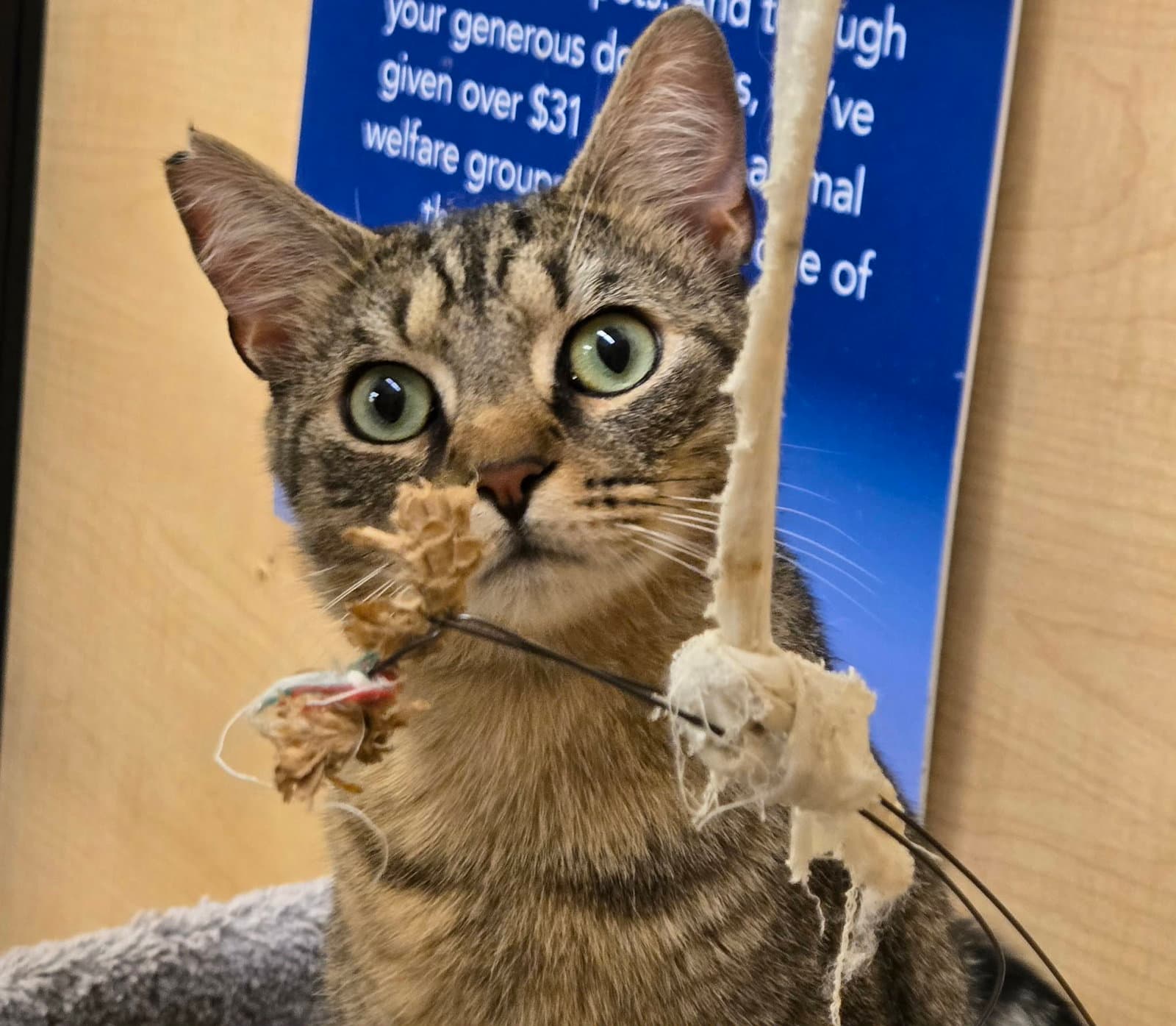 Celery - Domestic Short Hair