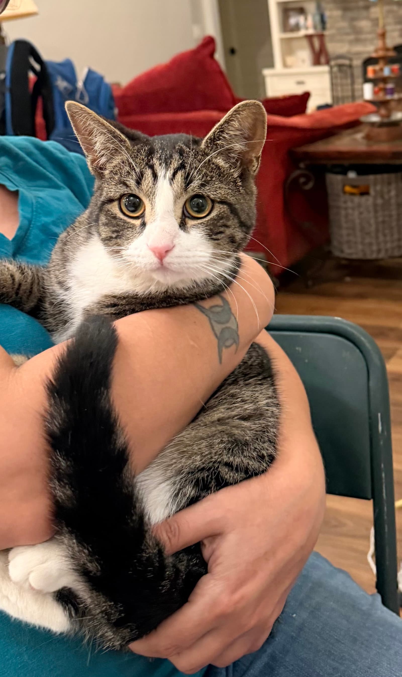 Buckwheat - Domestic Short Hair