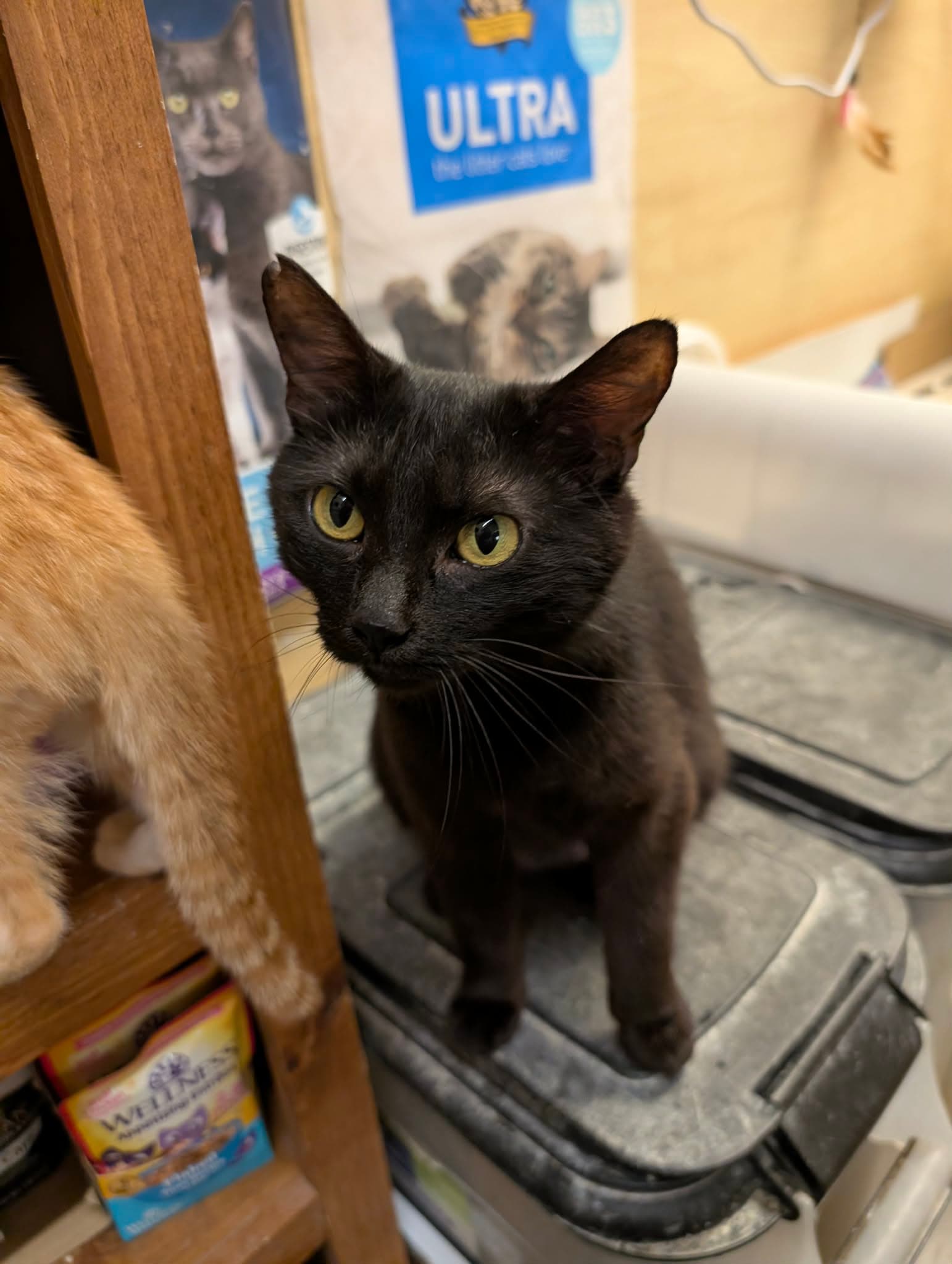 Shuri - Domestic Short Hair
