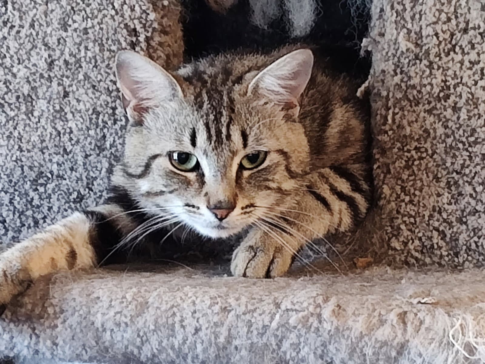 Anchovy Available For Pre-Adoption - Domestic Short Hair