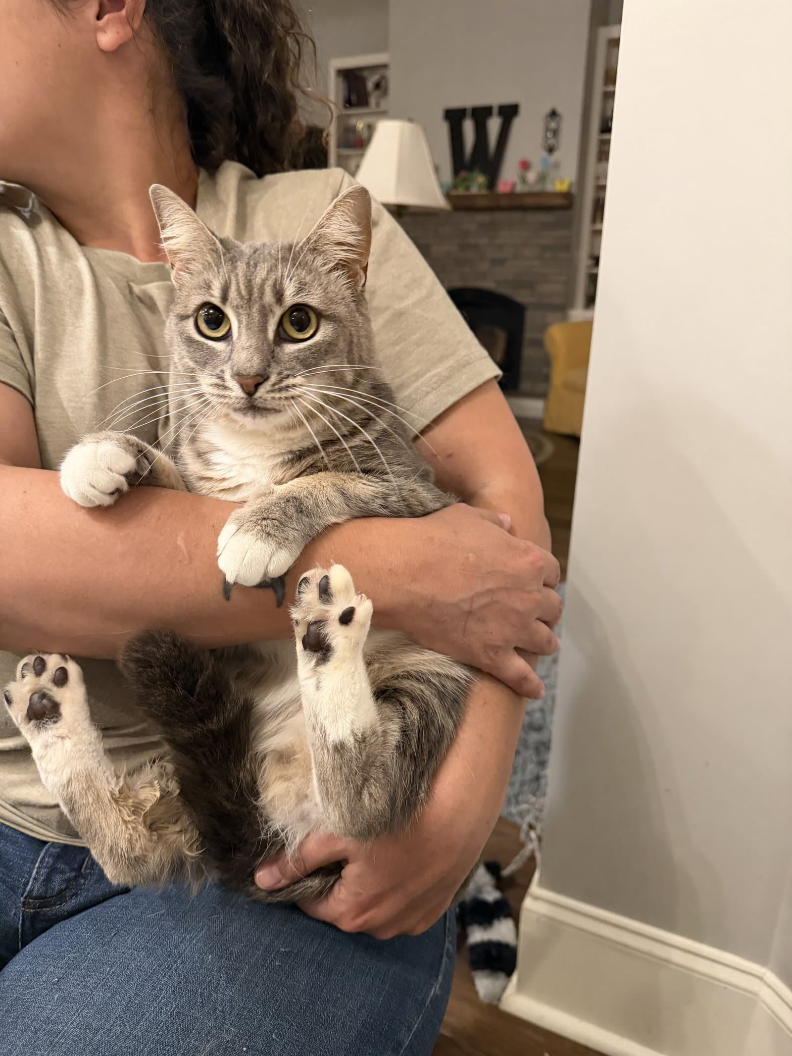 Finders Keepers - Domestic Short Hair