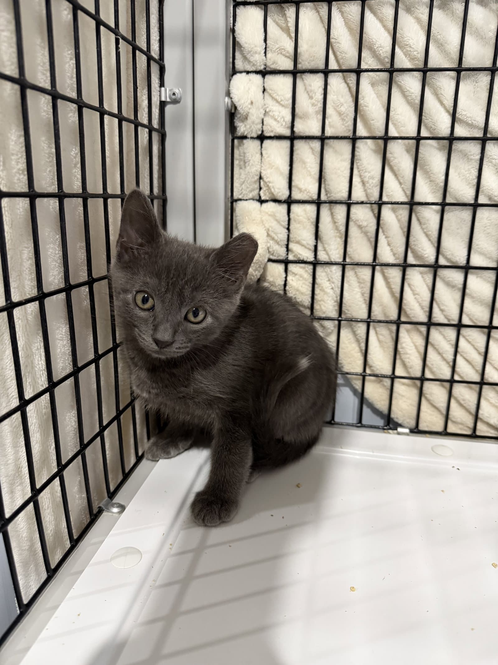 Hysteria - Russian Blue