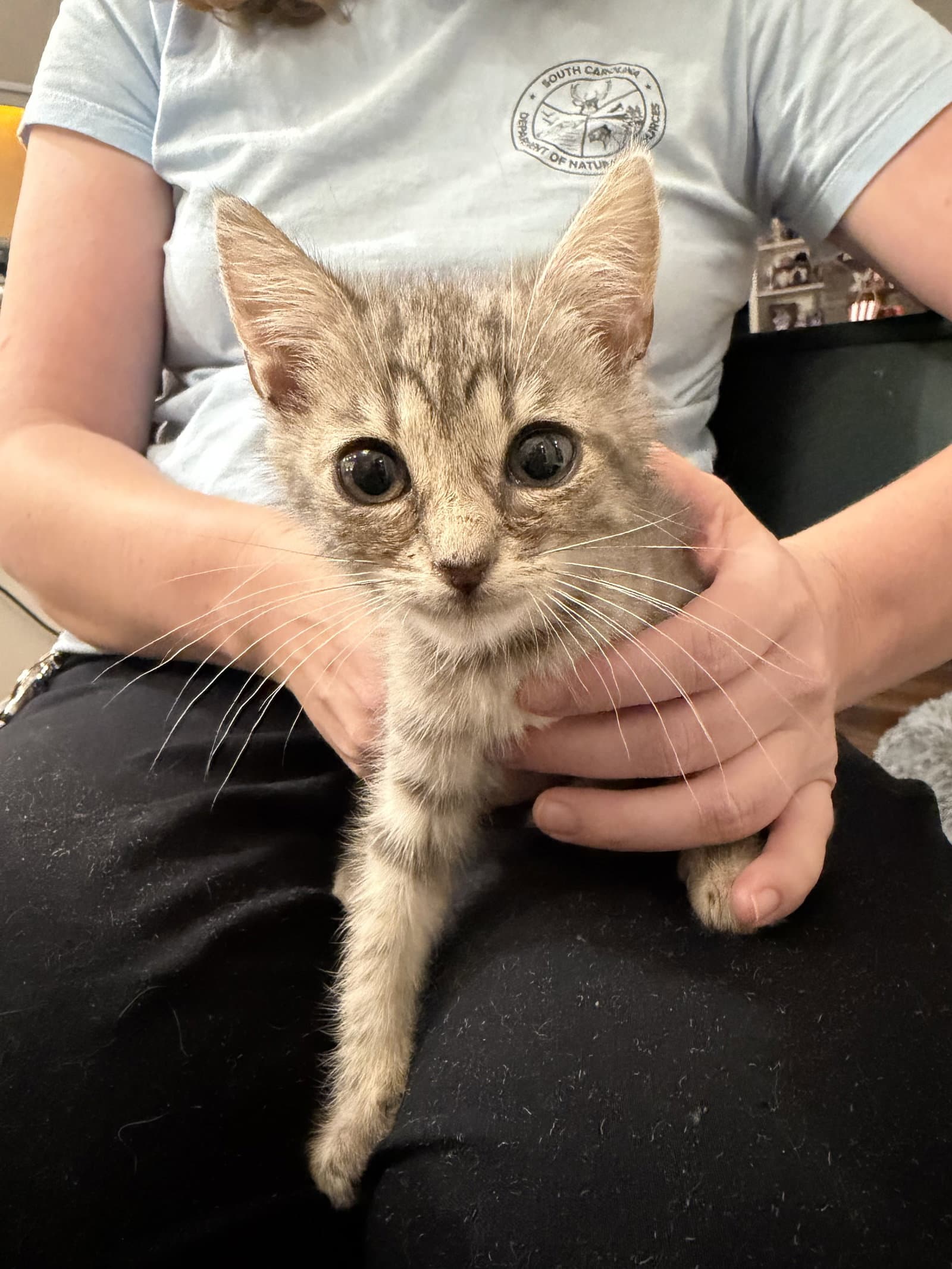 Change Up Available For Pre-Adoption - Domestic Short Hair