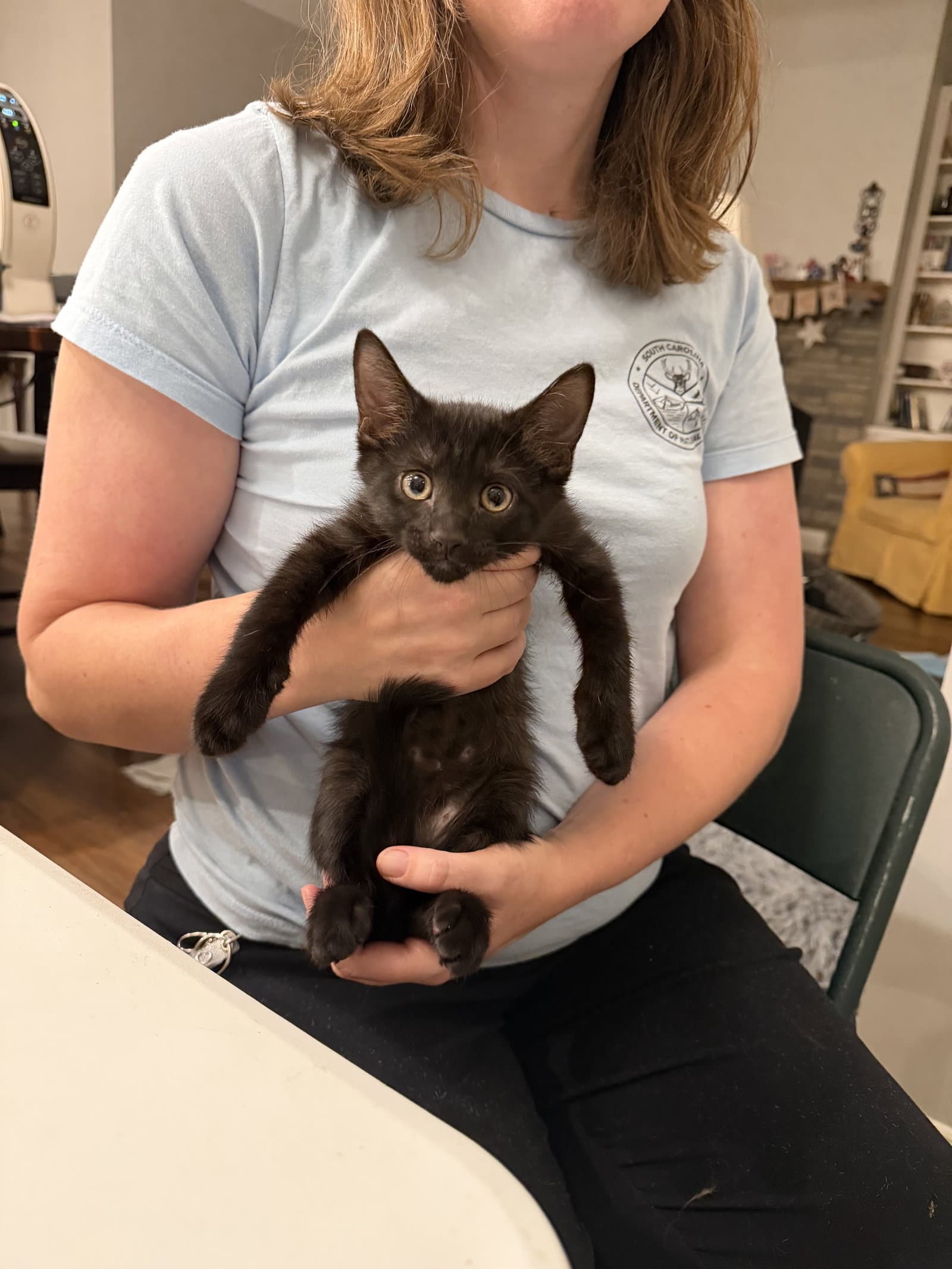Warrant Available For Pre-Adoption - Domestic Short Hair