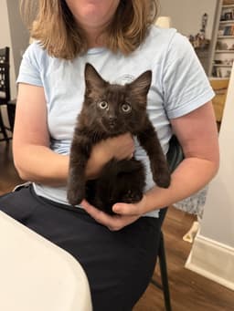 Felony Available For Pre-Adoption image 1