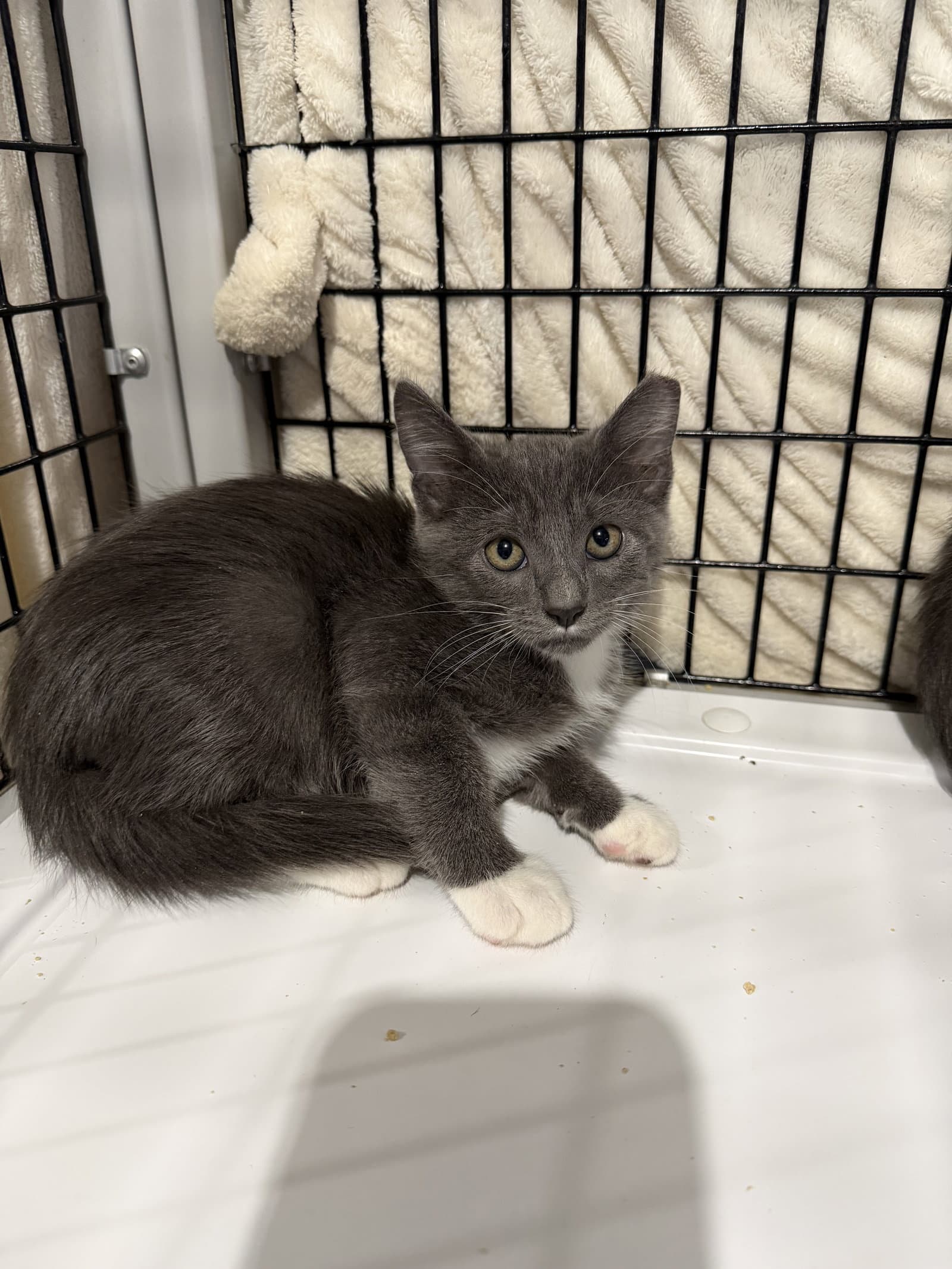 Mayhem - Domestic Short Hair