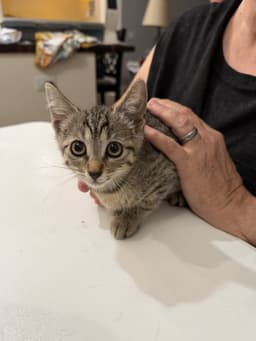 Tater Tot Available For Pre-Adoption image 1