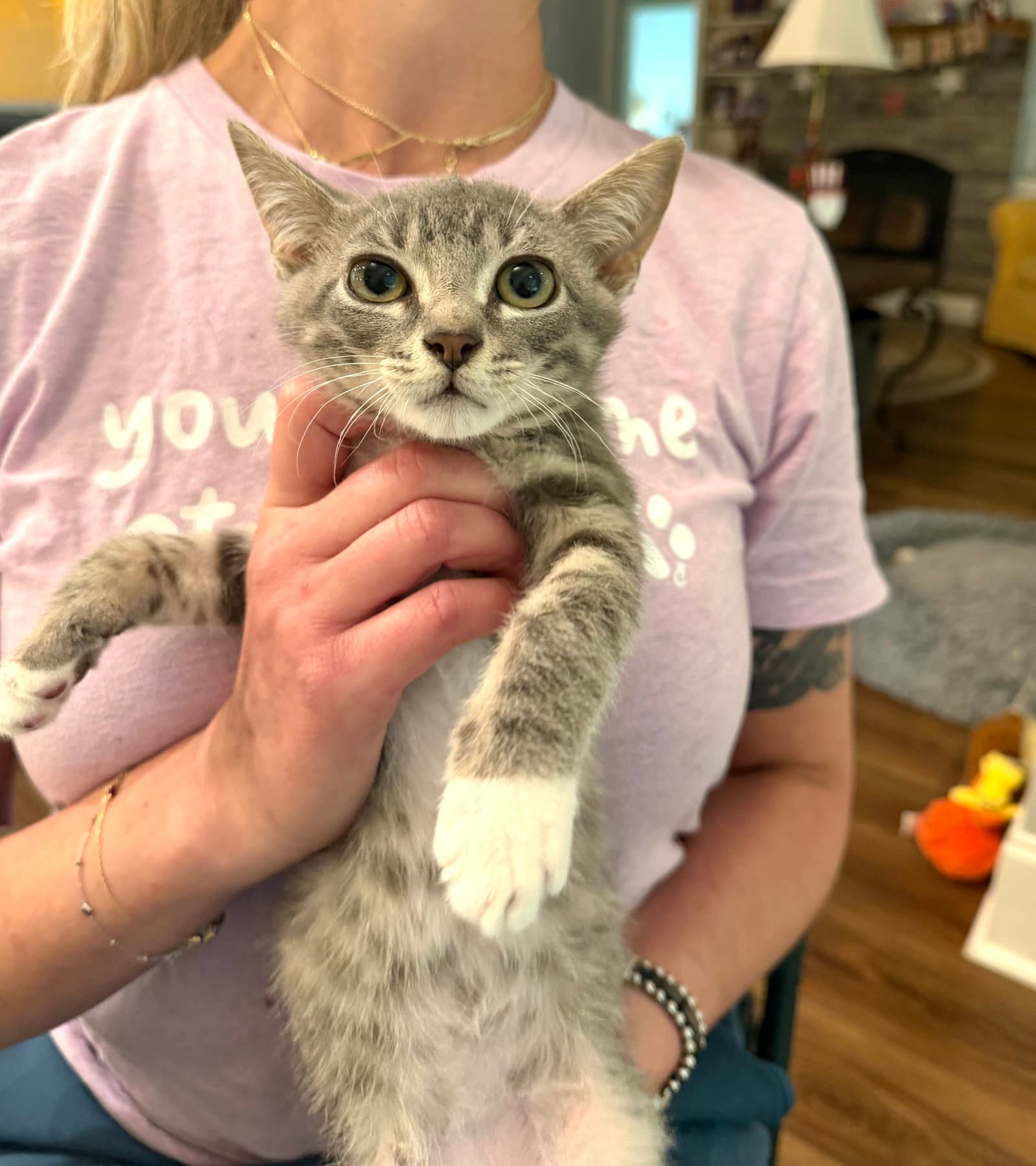 Rude Awakening Available For Pre-Adoption - Domestic Short Hair
