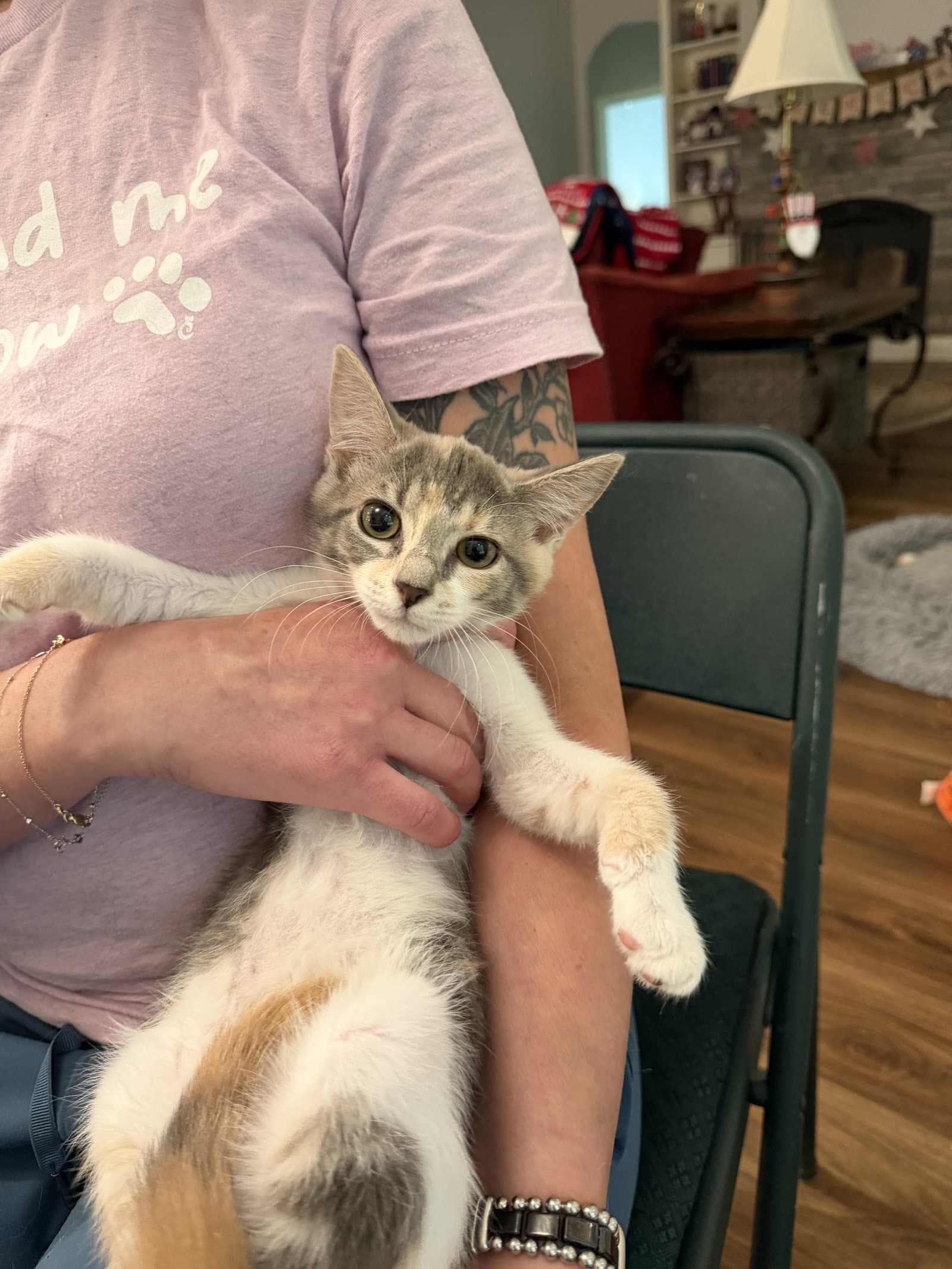Bombshell Available For Pre-Adoption - Domestic Short Hair