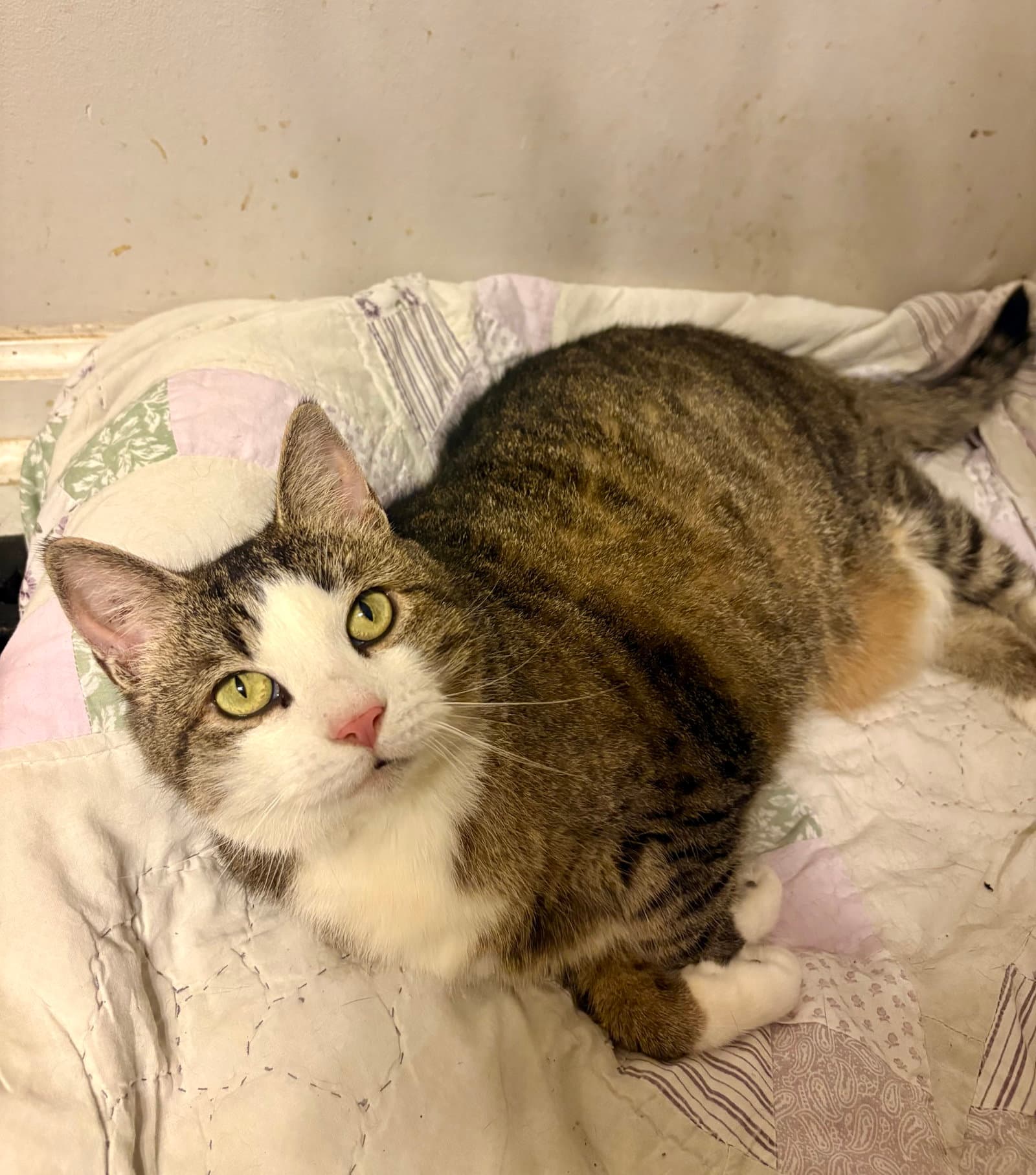 Dorthia - Domestic Short Hair