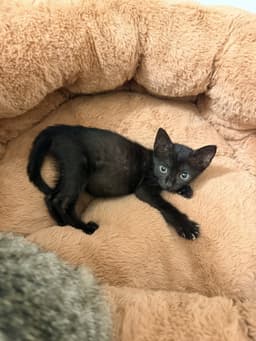 Spicy Chicken Nugget Available For Pre-Adoption image 1