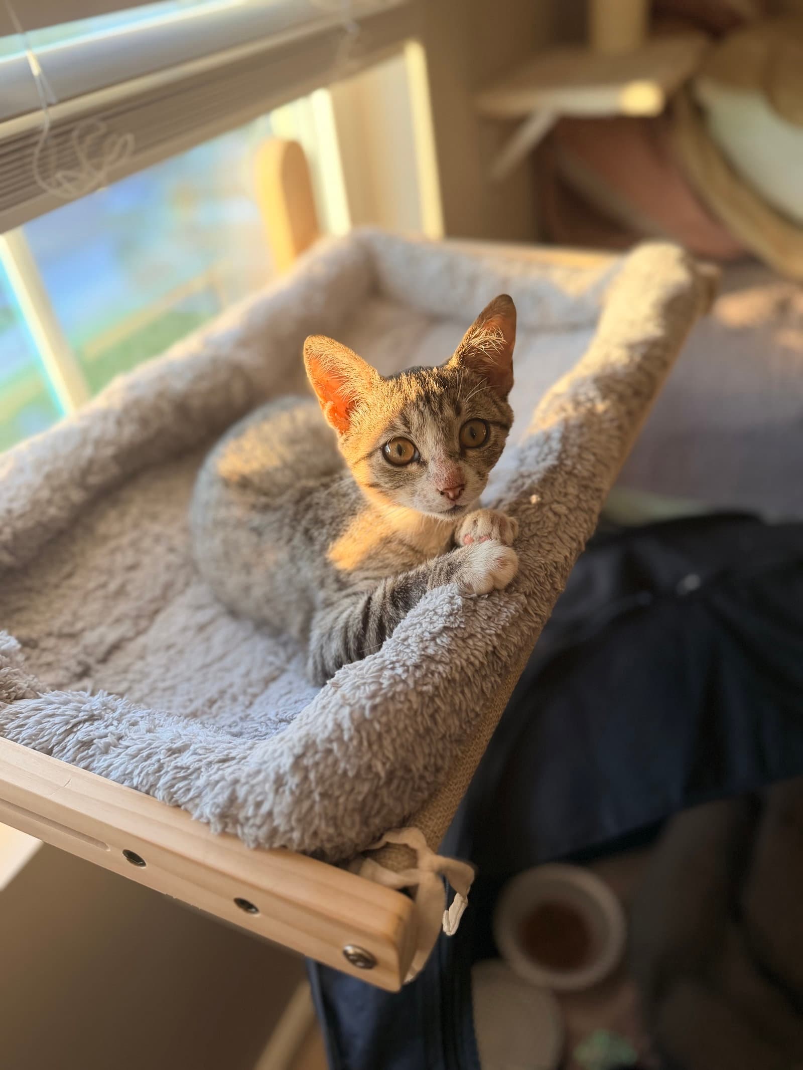 Snippet Available For Pre-Adoption - Domestic Short Hair