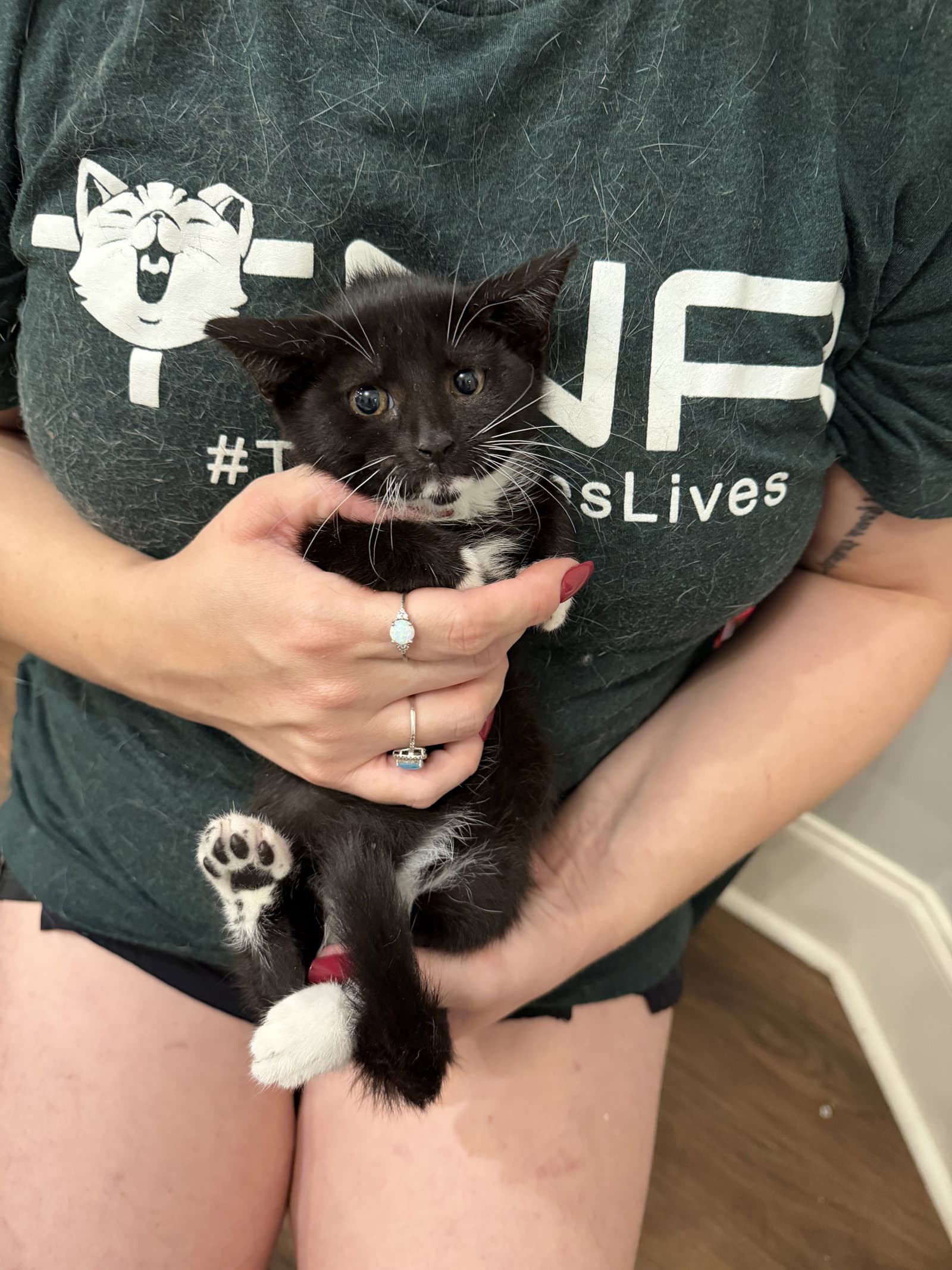 Footnote Available For Pre-Adoption - Domestic Short Hair