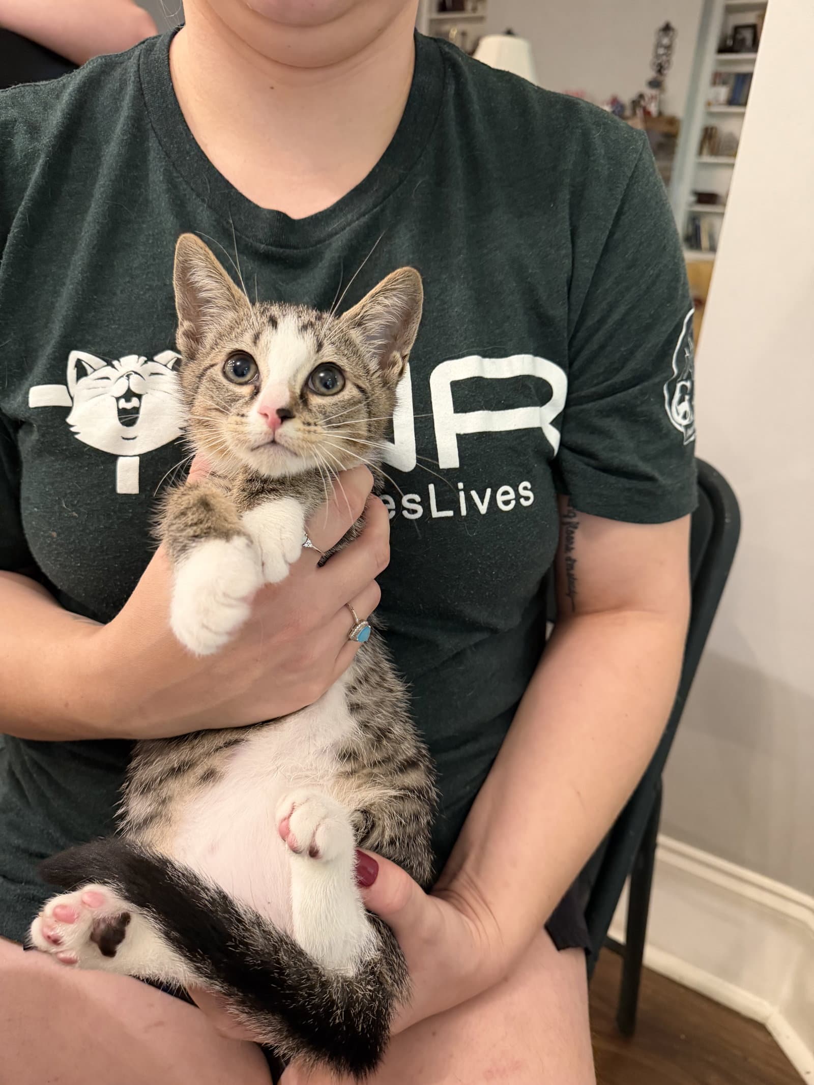 Bargain Available For Pre-Adoption - Domestic Short Hair