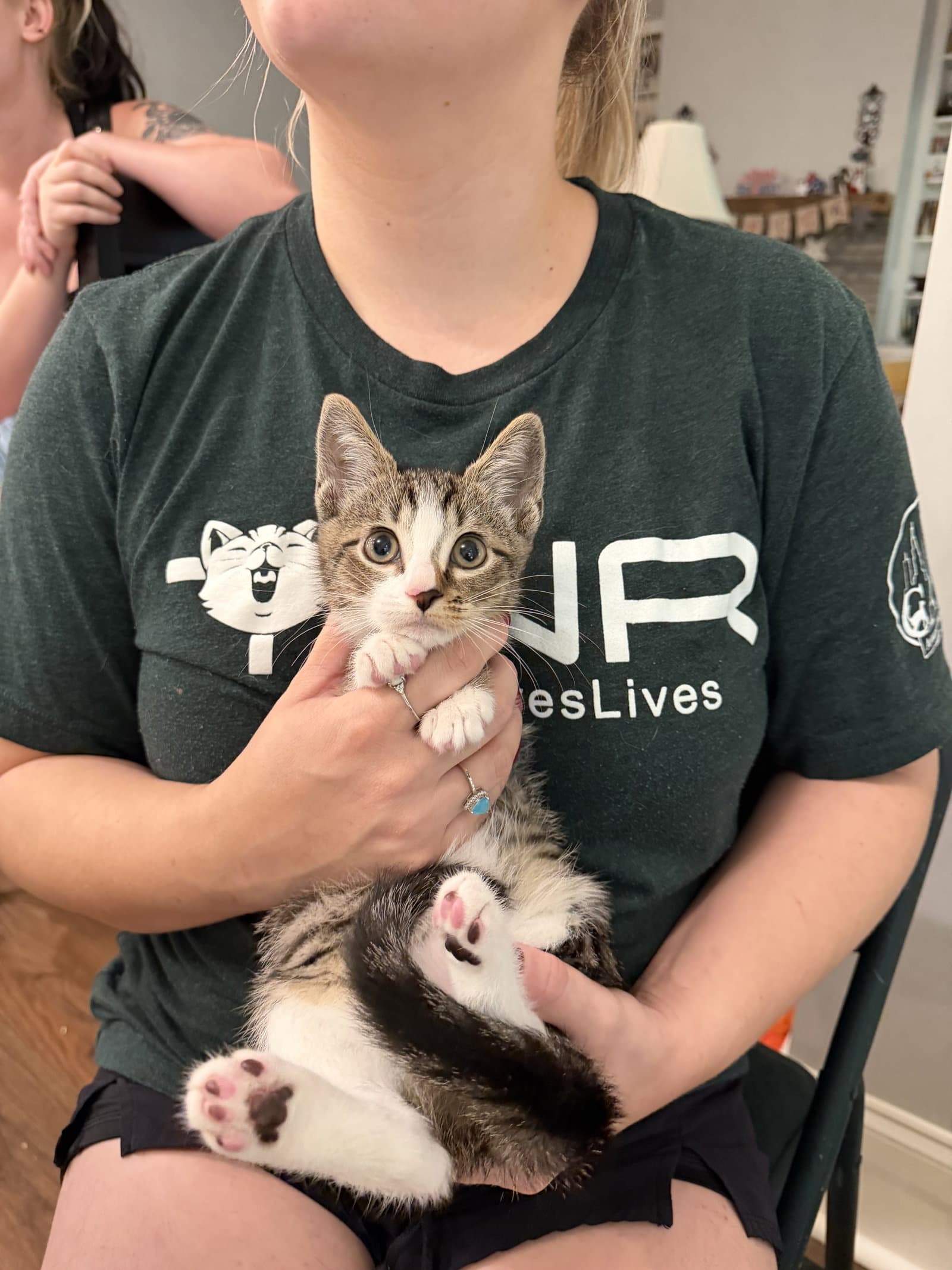Freebie Available For Pre-Adoption - Domestic Short Hair