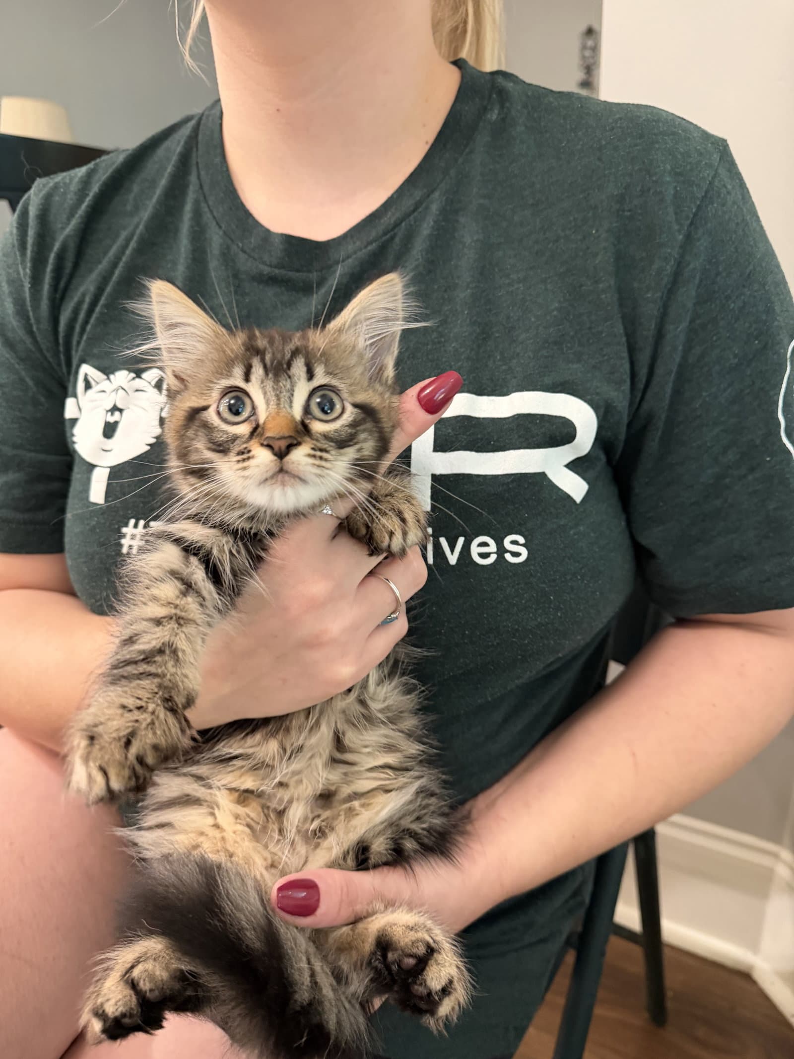 Bobo Available For Pre-Adoption - Domestic Long Hair