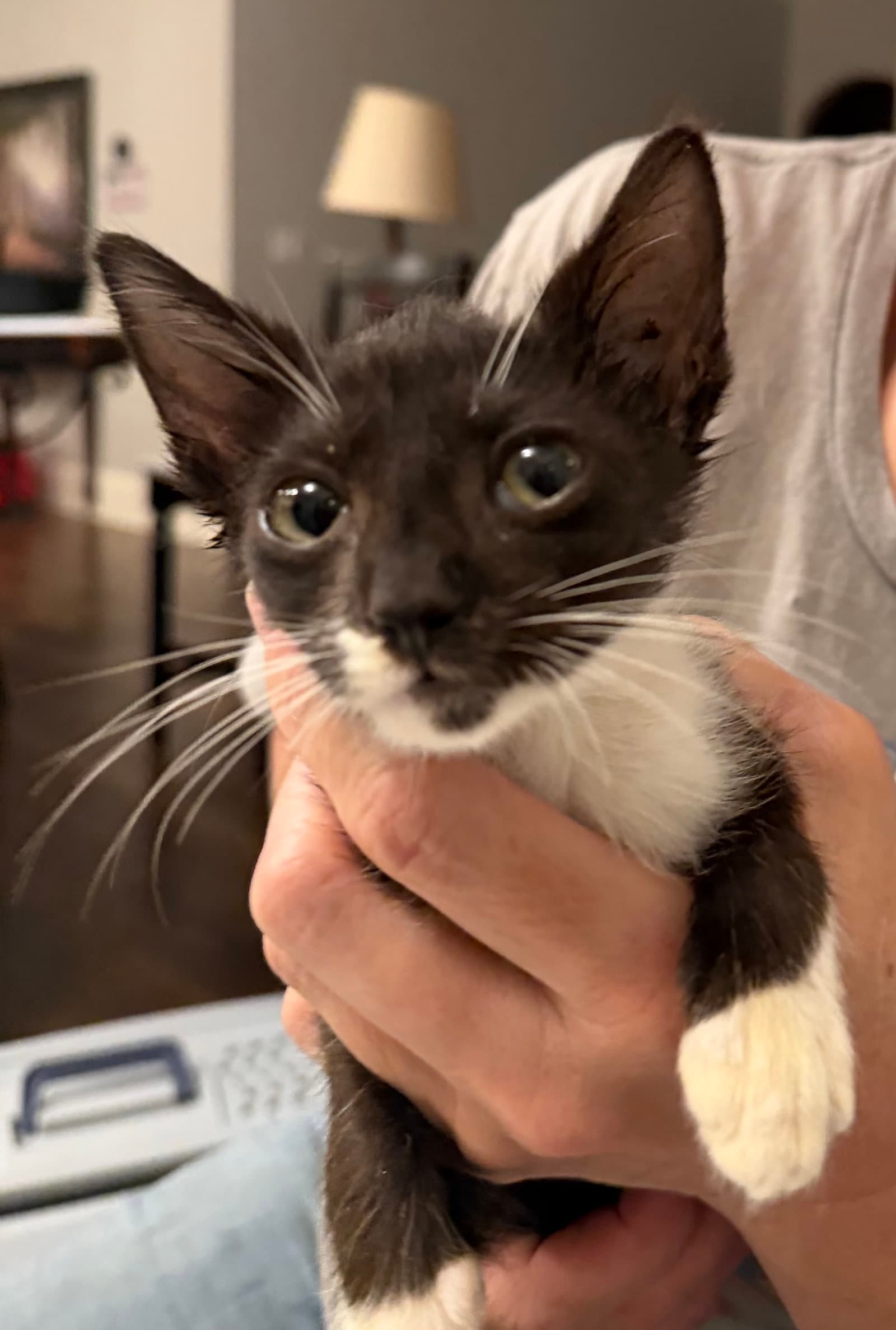 Crutch Available For Pre-Adoption