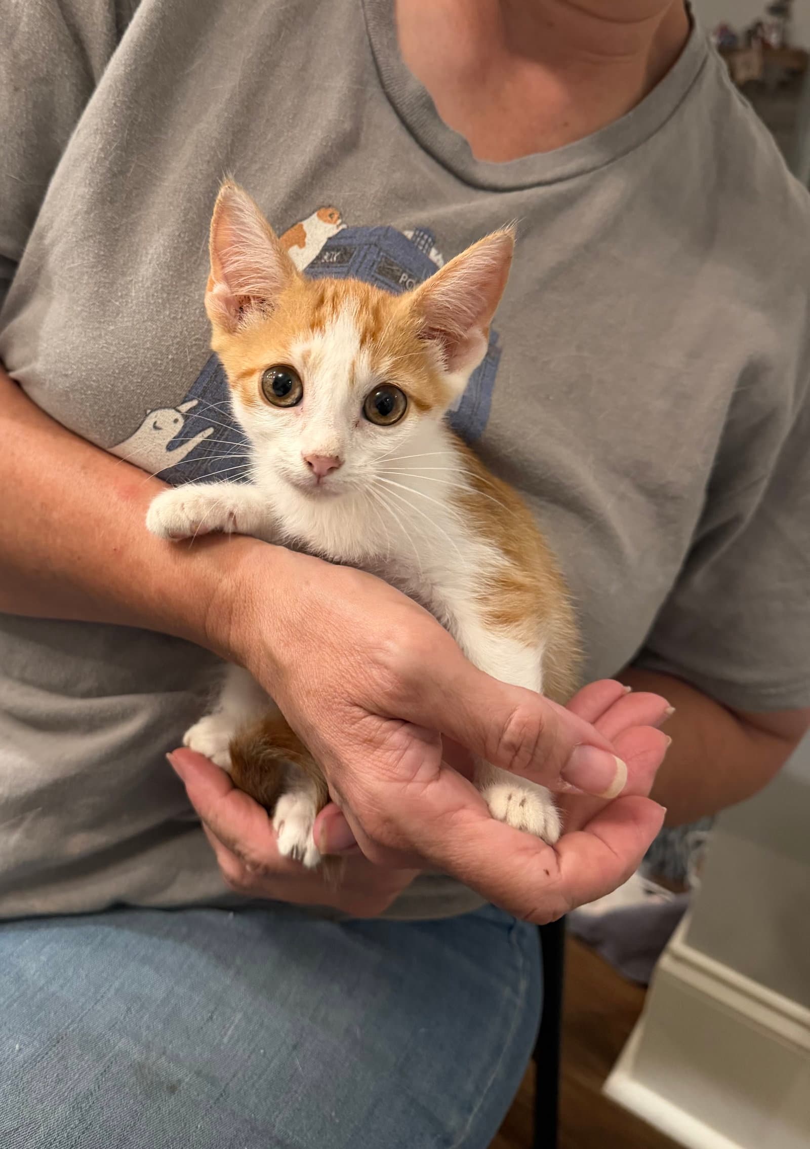 Hacksaw Available For Pre-Adoption - Domestic Short Hair