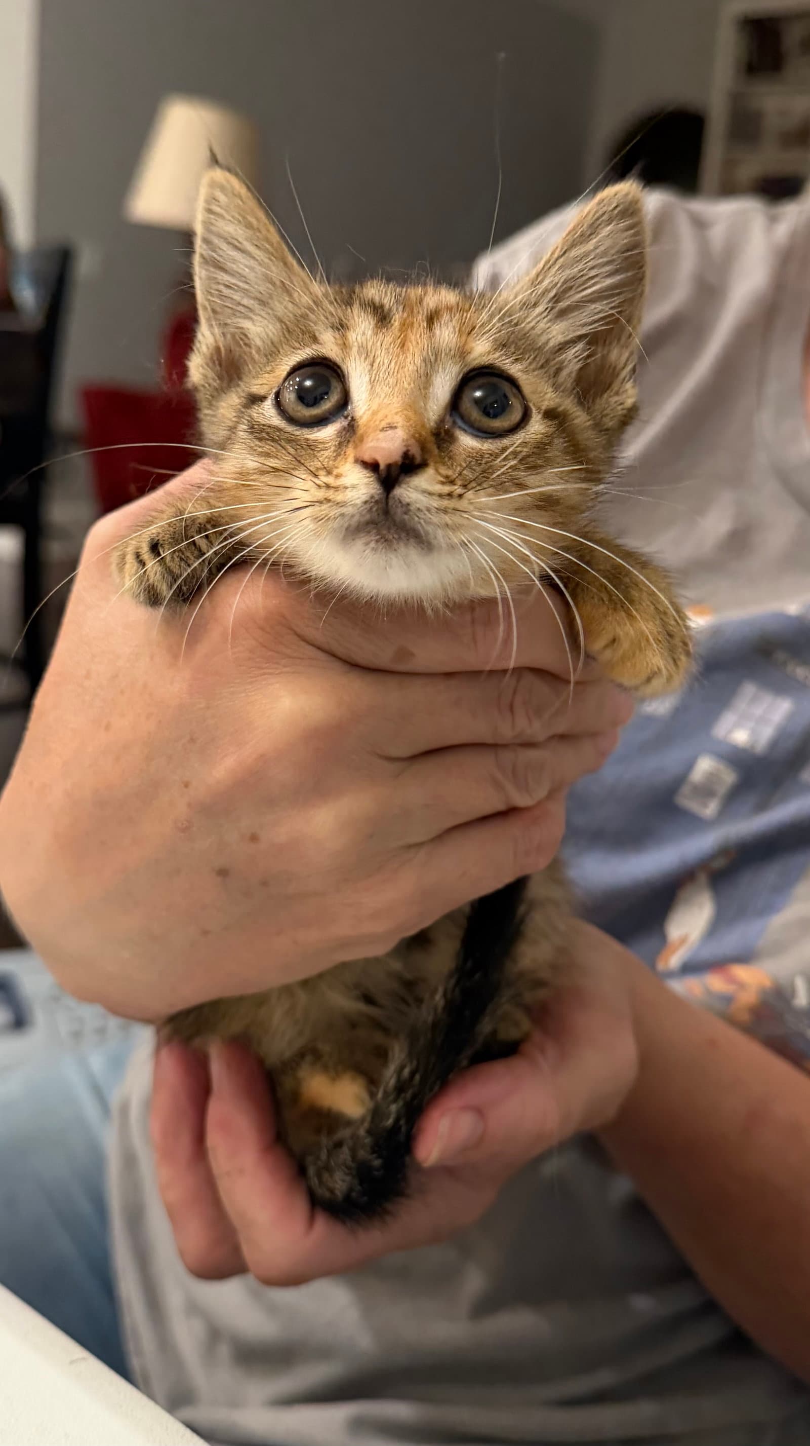 Flapper Available For Pre-Adoption - Domestic Short Hair